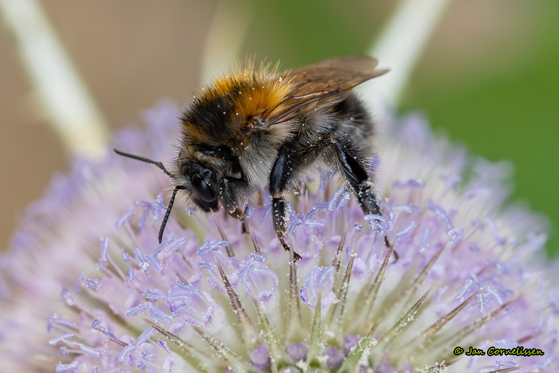 Akkerhommel - Bombus terrestris (Pelt, B) 2025