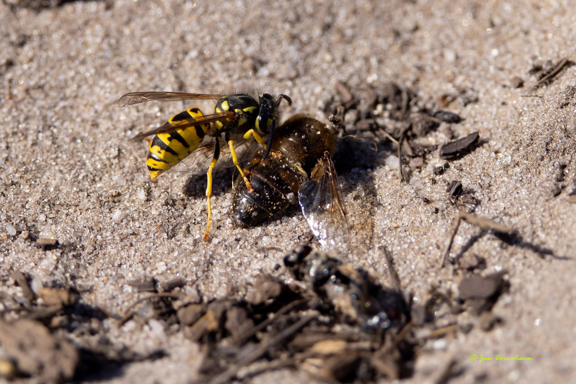 Duitse wesp - Vespula germanica (Leende, NL) 2022