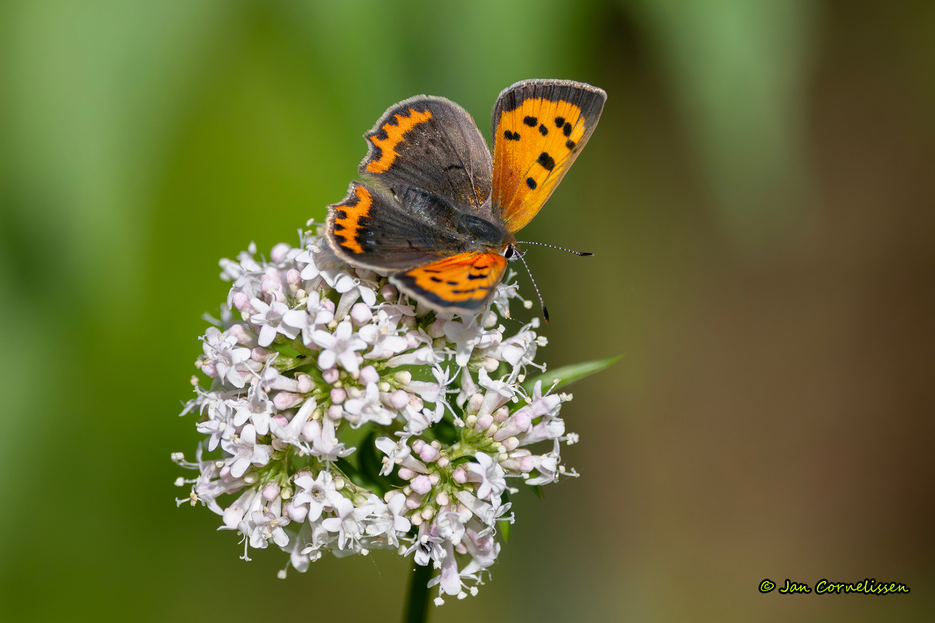 Kleine vuurvlinder - Lycaena phlaeas (Valkenswaard, NL) 2025
