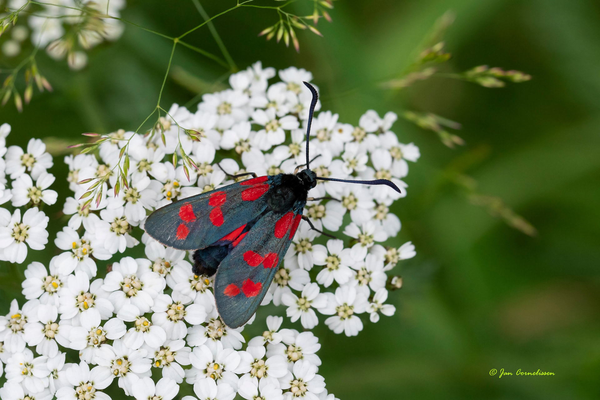 Sint-jansvlinder - Zygaena filipendulae (Pelt, B) 2021