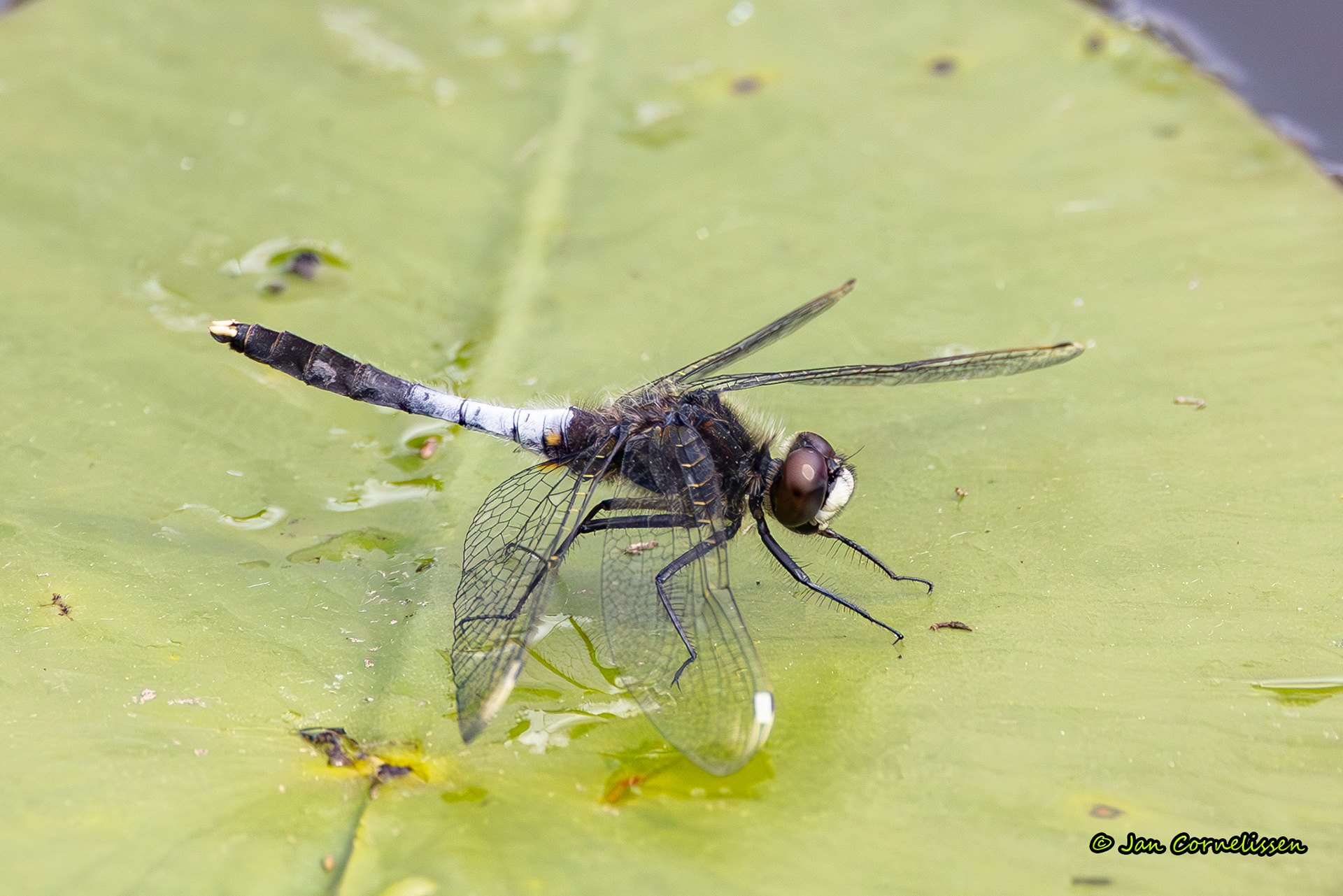 Sierlijke witsnuitlibel