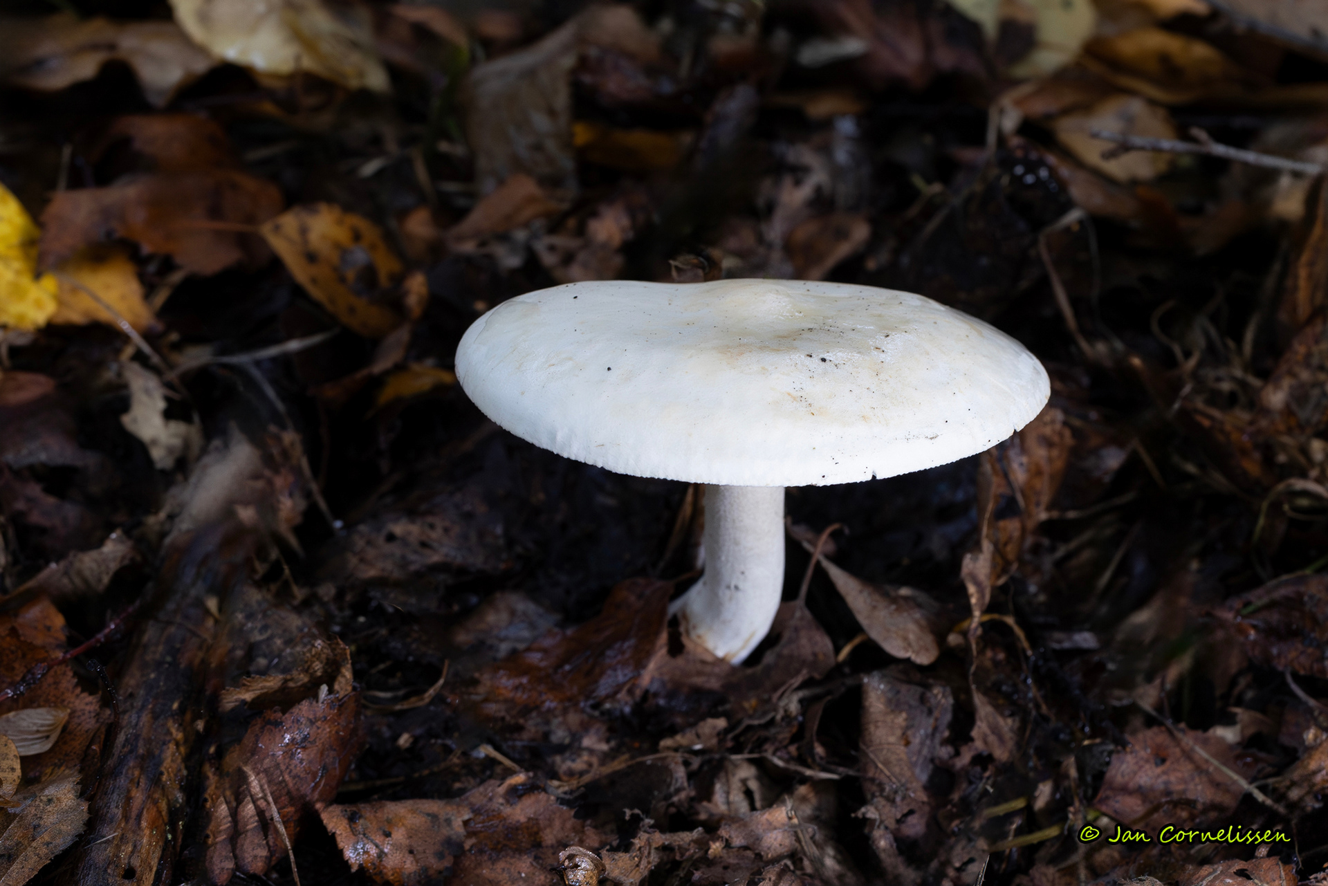 Okerwitte ridderzwam 