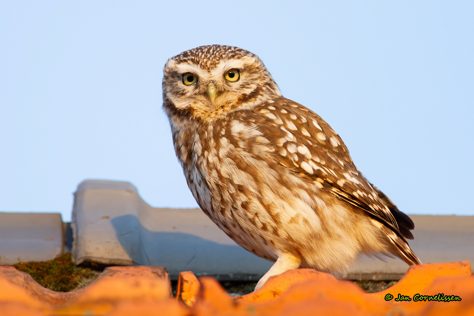 Steenuil, Budel (NL) 2010