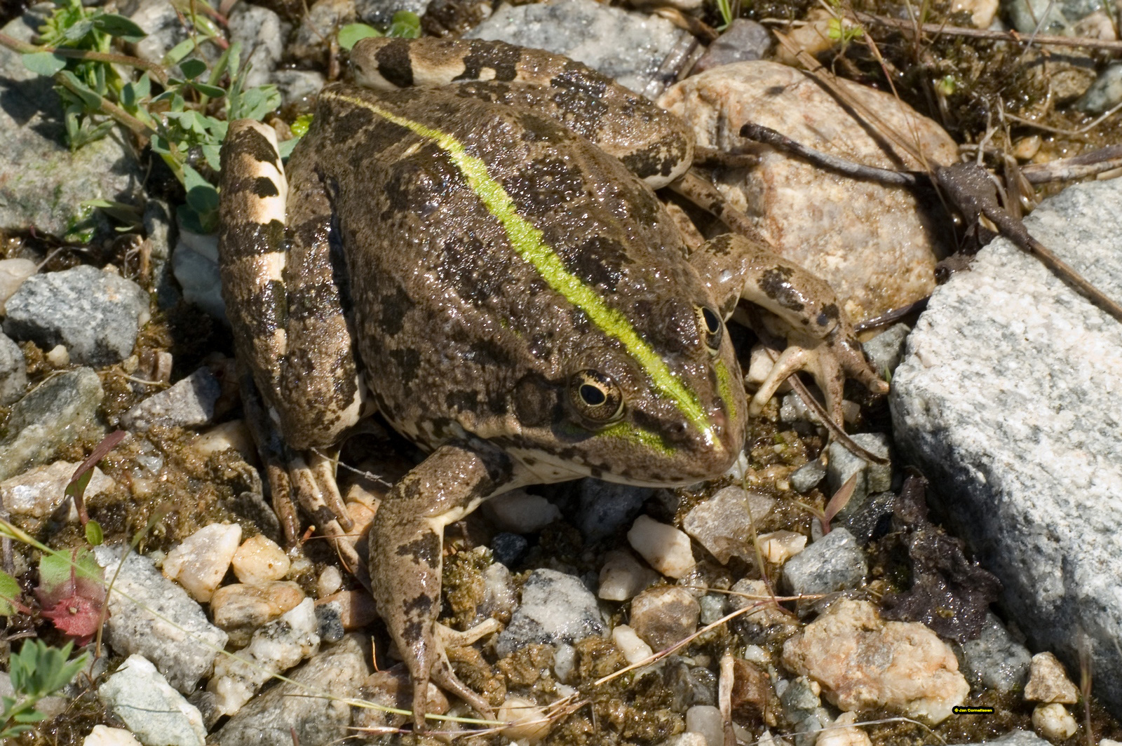 Meerkikker - Pelophylax ridibundus (Zuid-Bulgarije) 2007