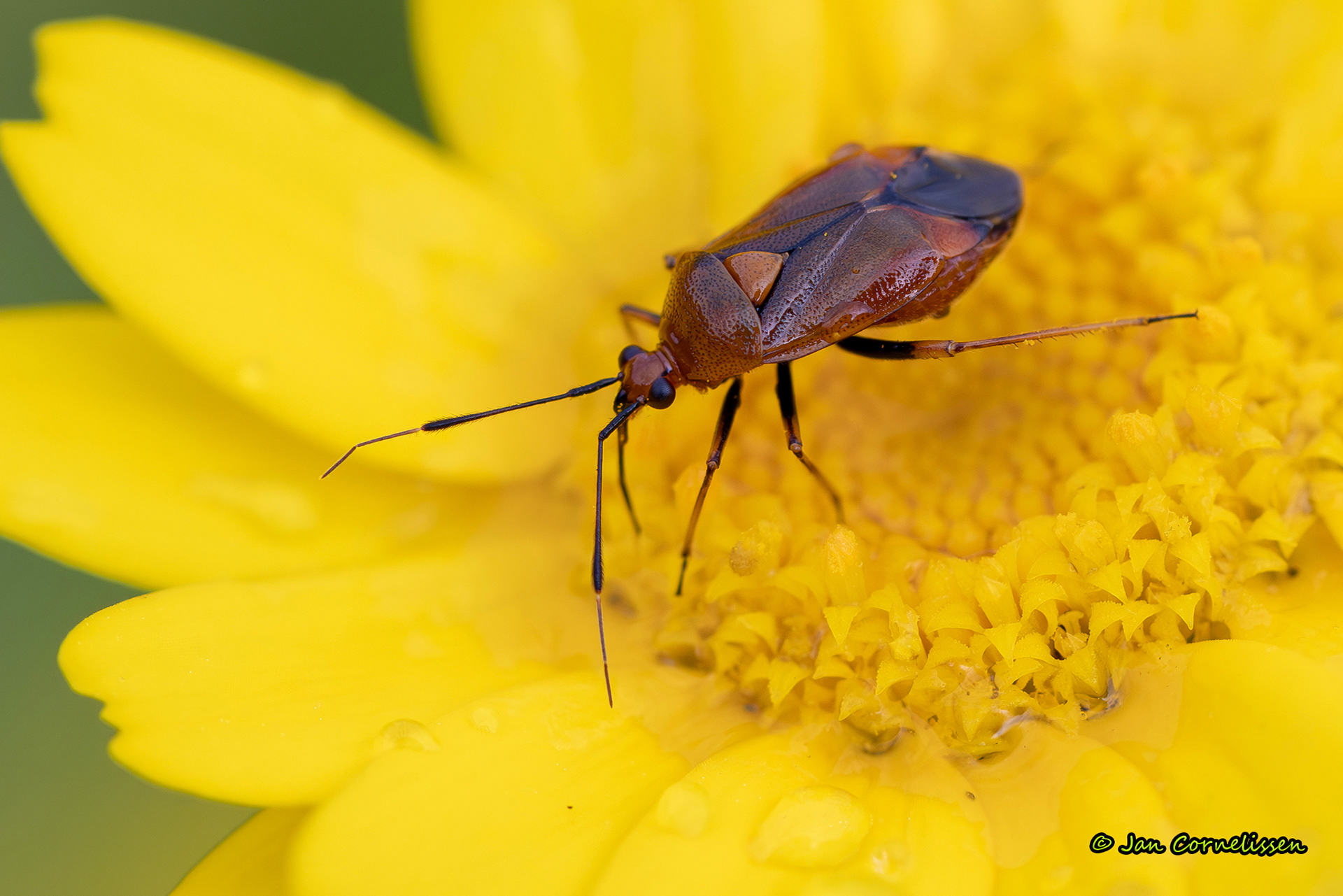 Rode halsbandwants - Deraeocoris ruber (Pelt, B) 2024