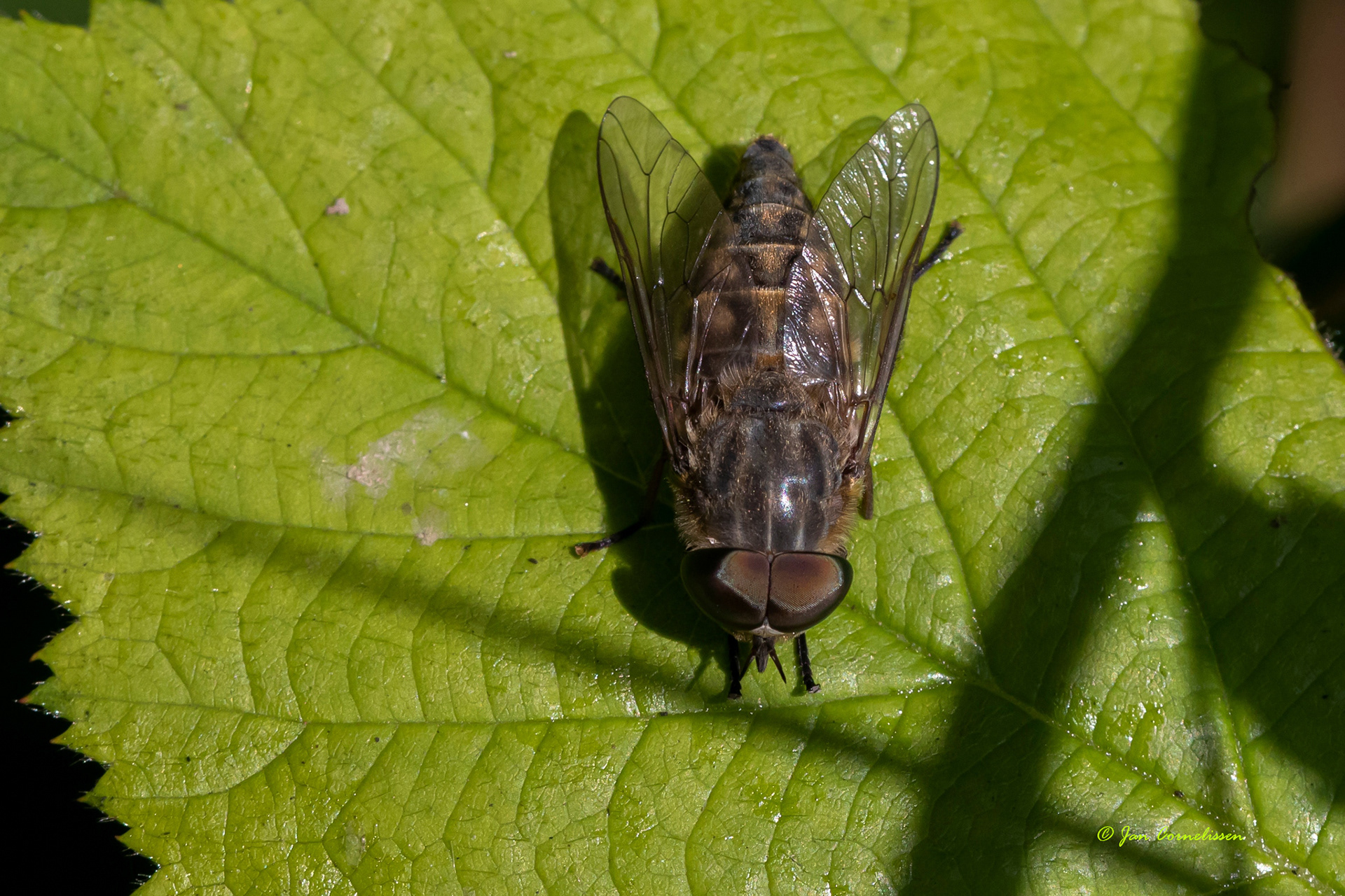 Kleine runderdaas - Tabanus bromius (Bree, B) 2022