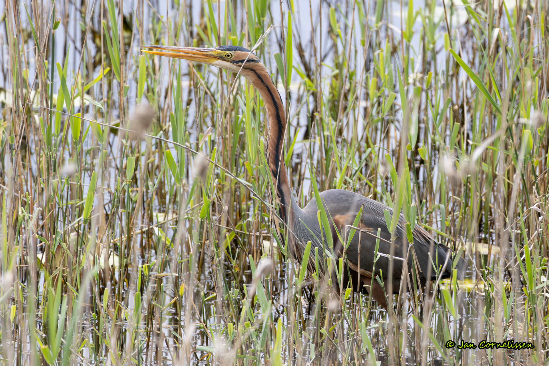 Purperreiger