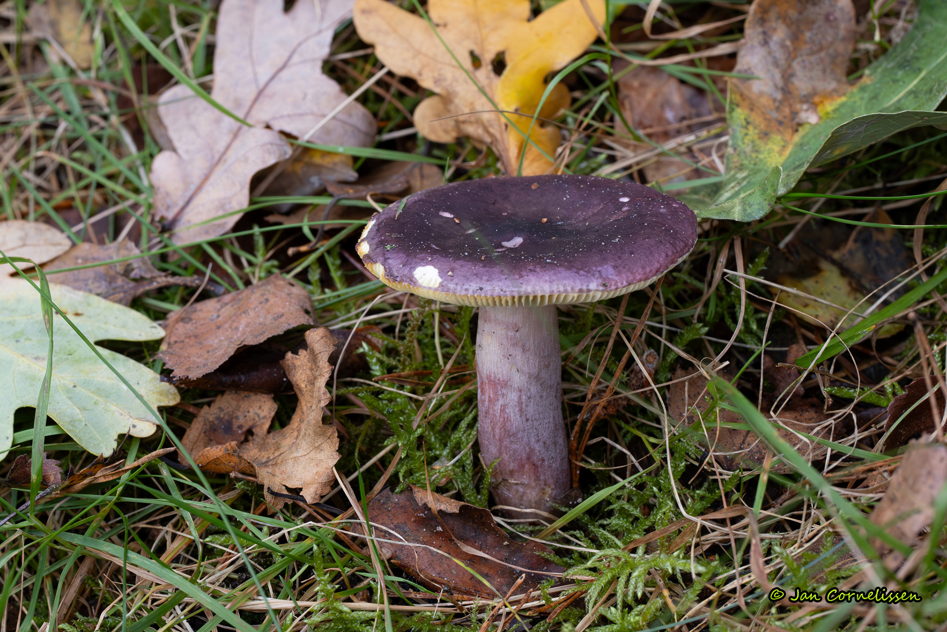 Duivelsbroodrussula