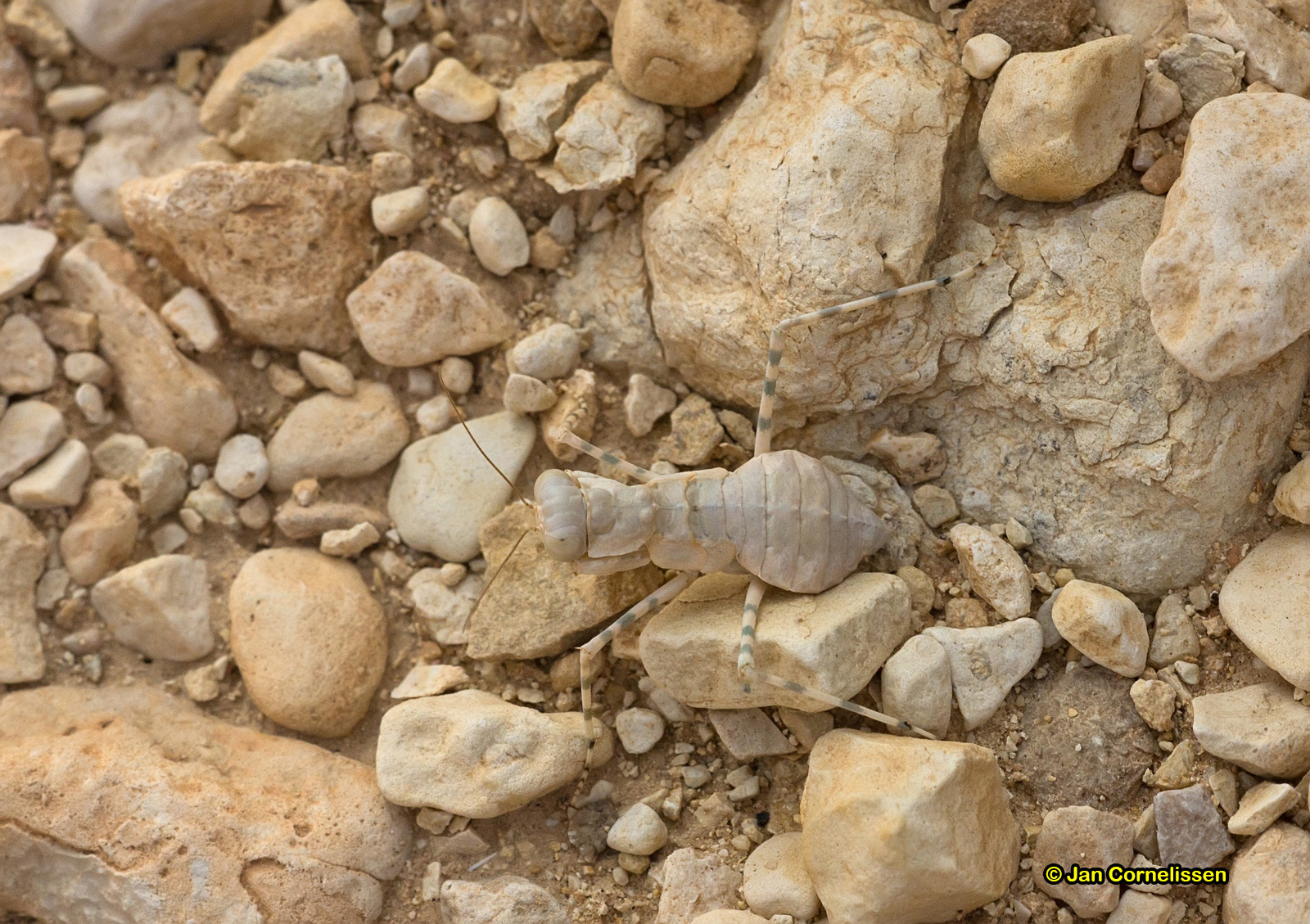 Gewone woestijnbidsprinkhaan - Eremiaphila brunneri (Eilat, IL) 2014