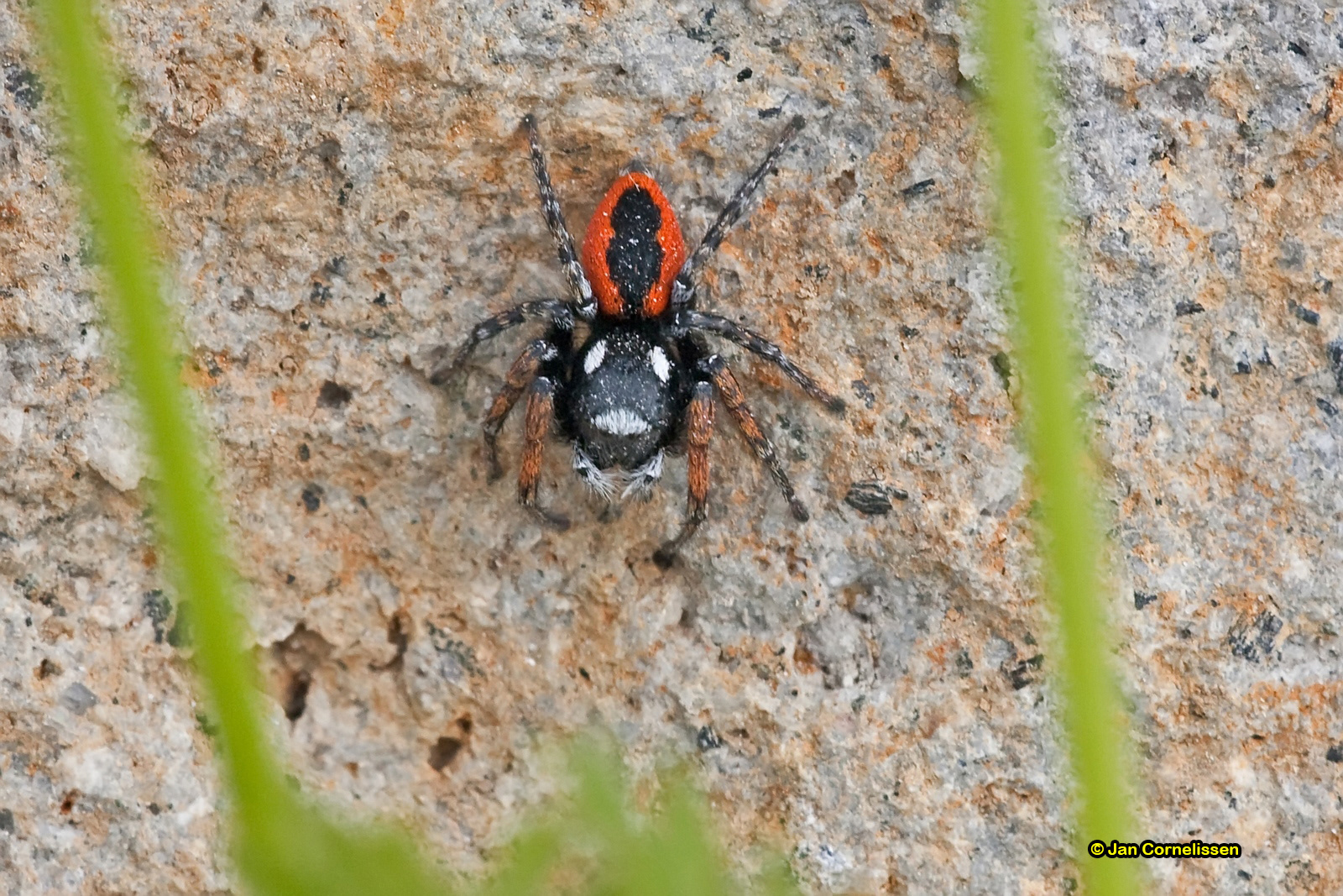 Vuurspringer - Philaeus chrysops (Lesbos, GR) 2009