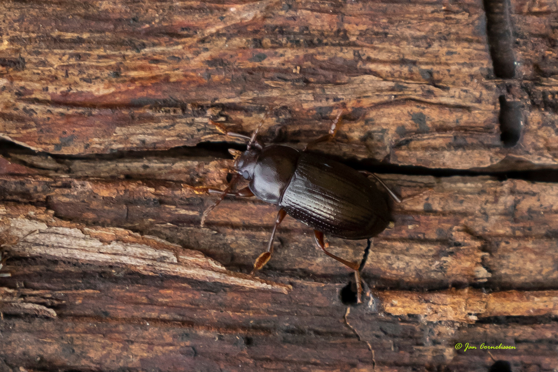 Nalassus laevioctostriatus (Kessenich, B) 2022