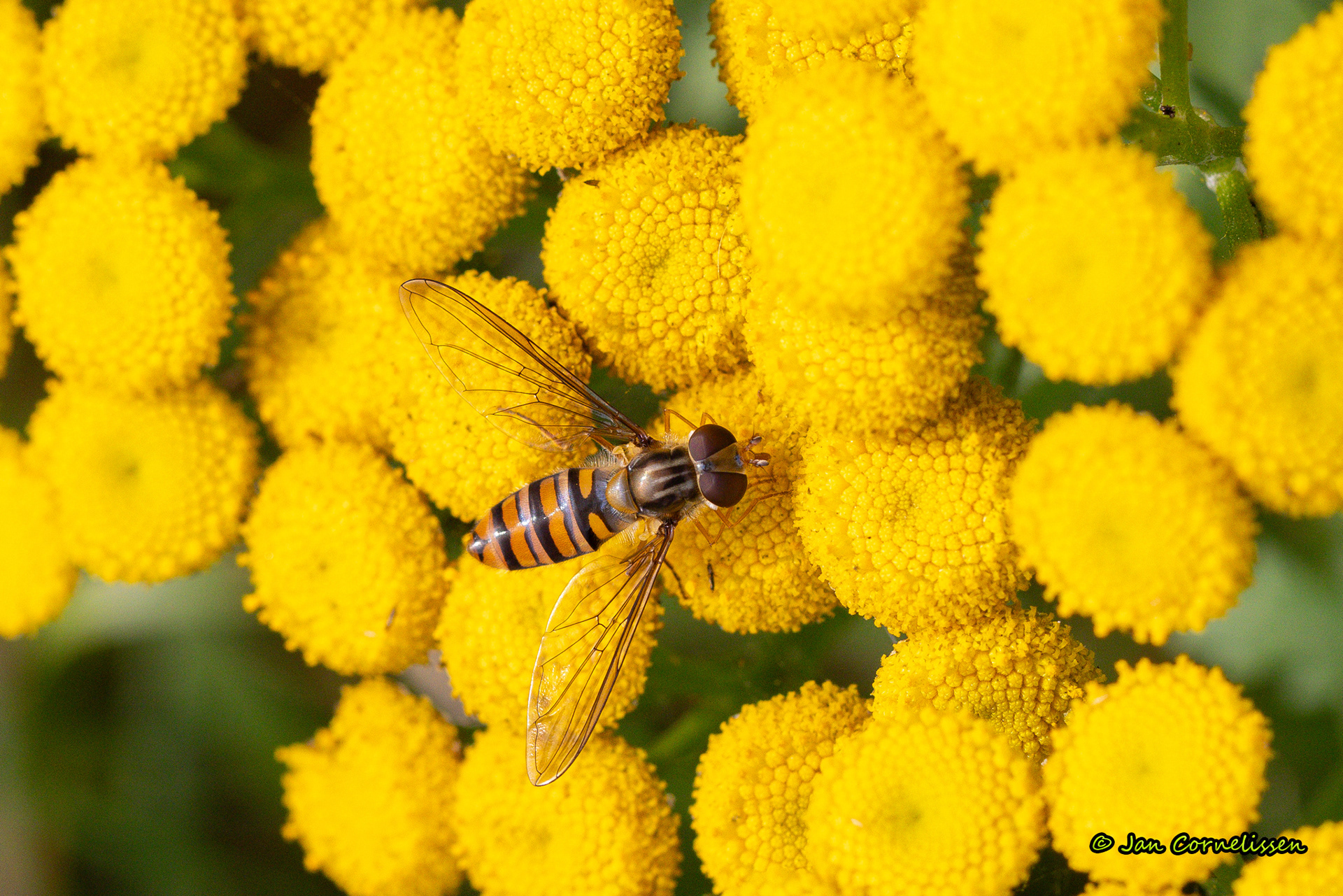 Snorzweefvlieg - Episyrphus balteatus (Hechtel, B) 2023