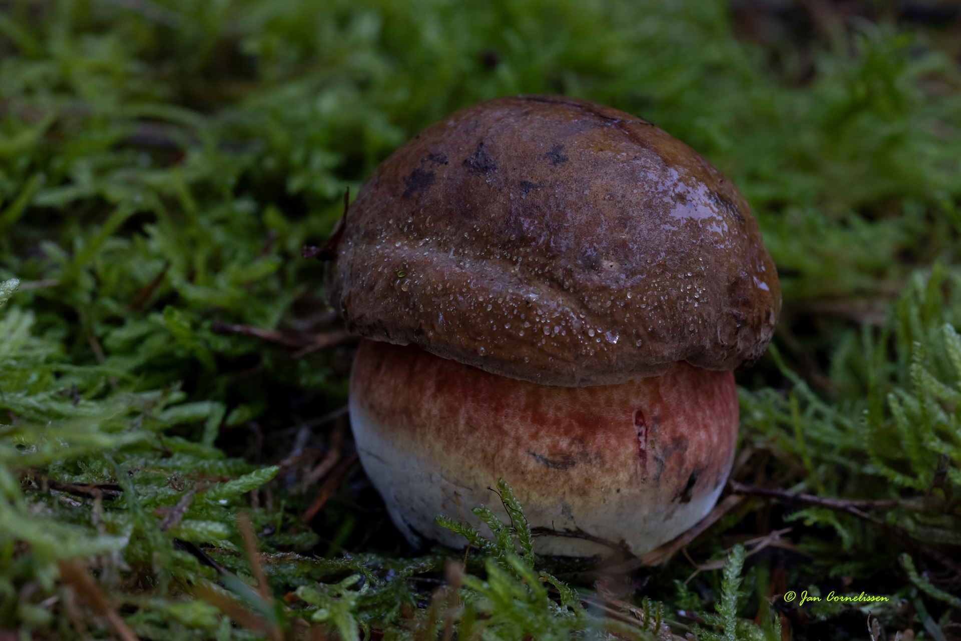 Heksenboleet