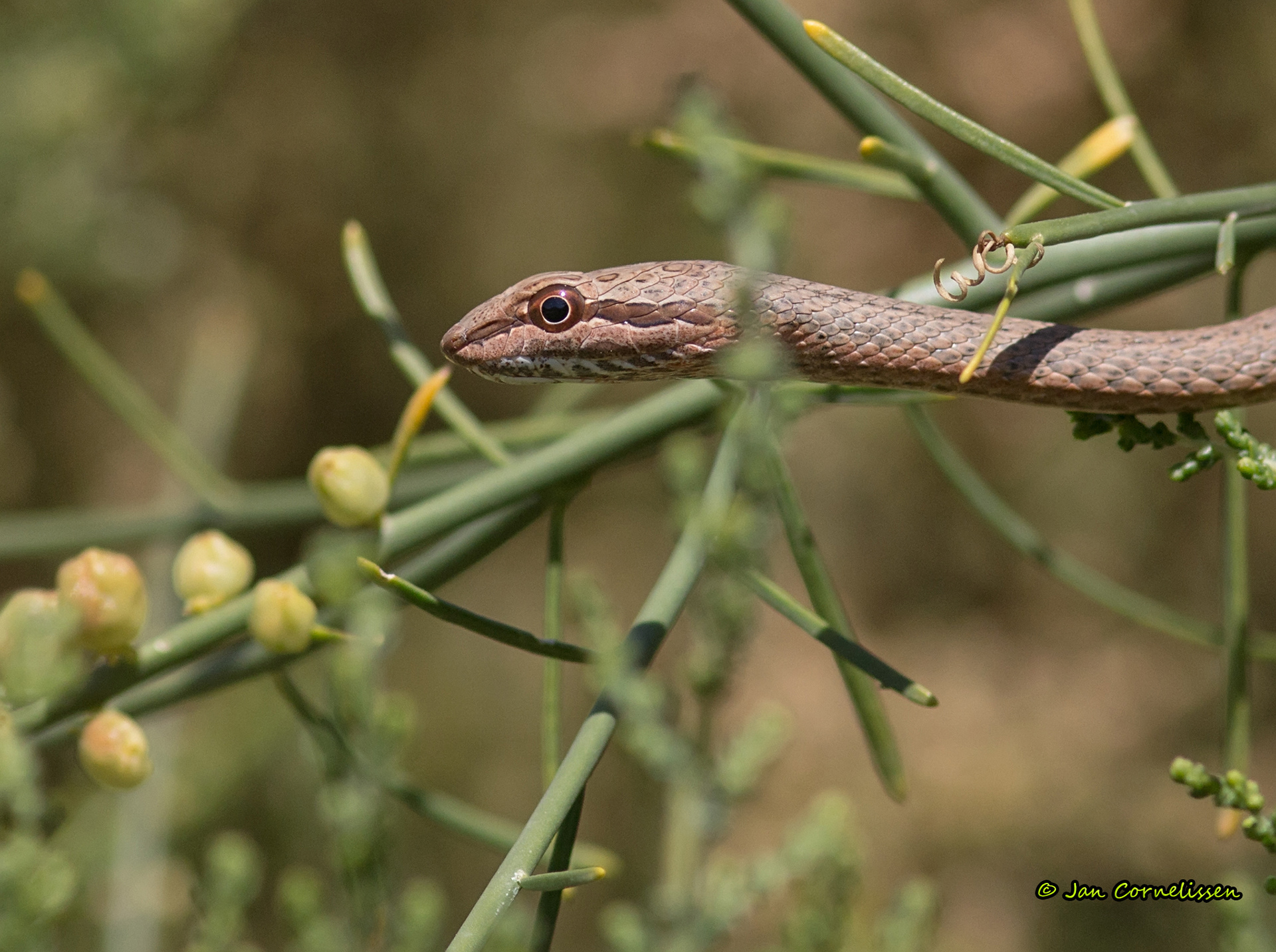Oostelijke hagedisslang (Israël) 2014