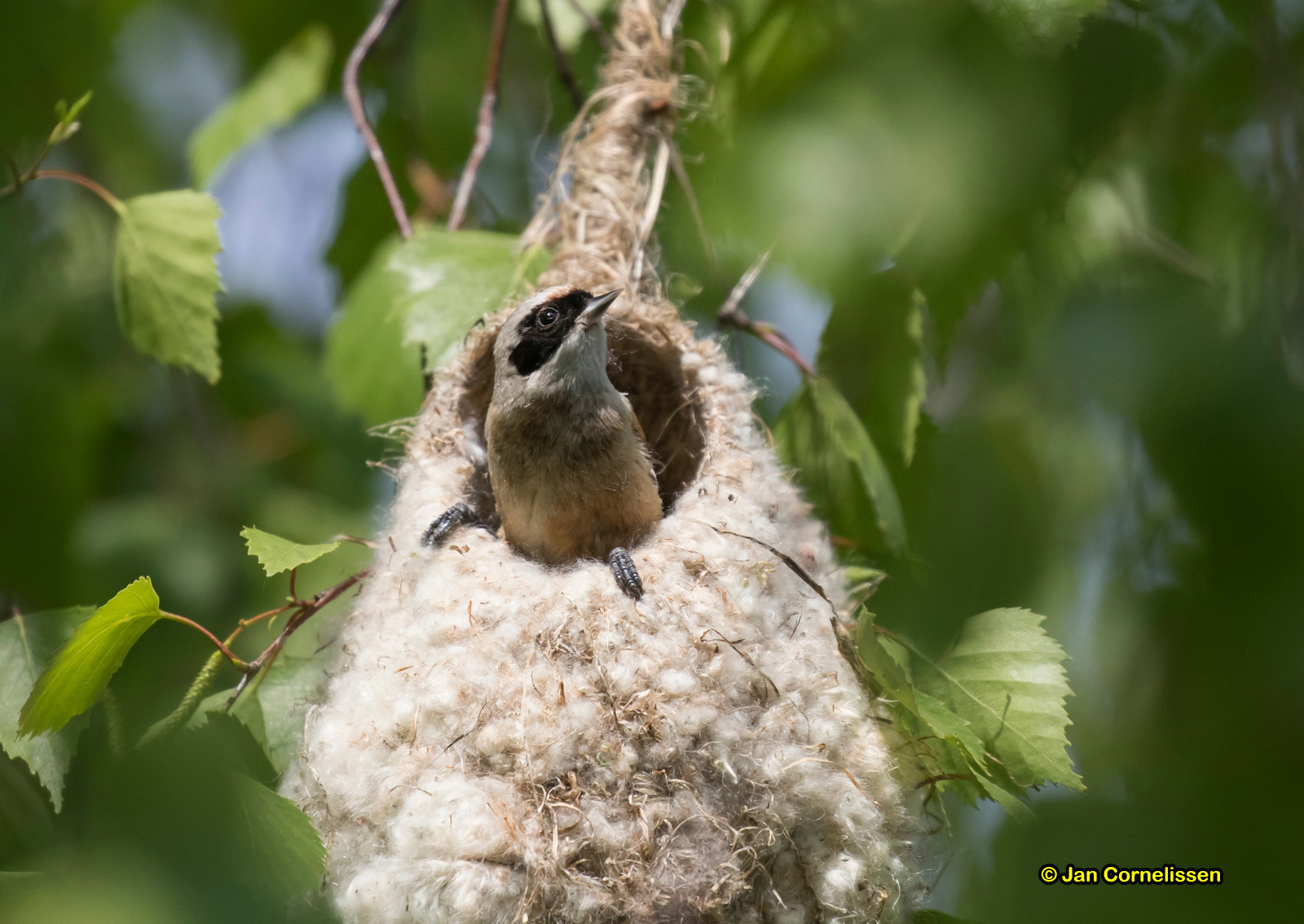 Buidelmees - Penduline Tit - Remiz pendulinus