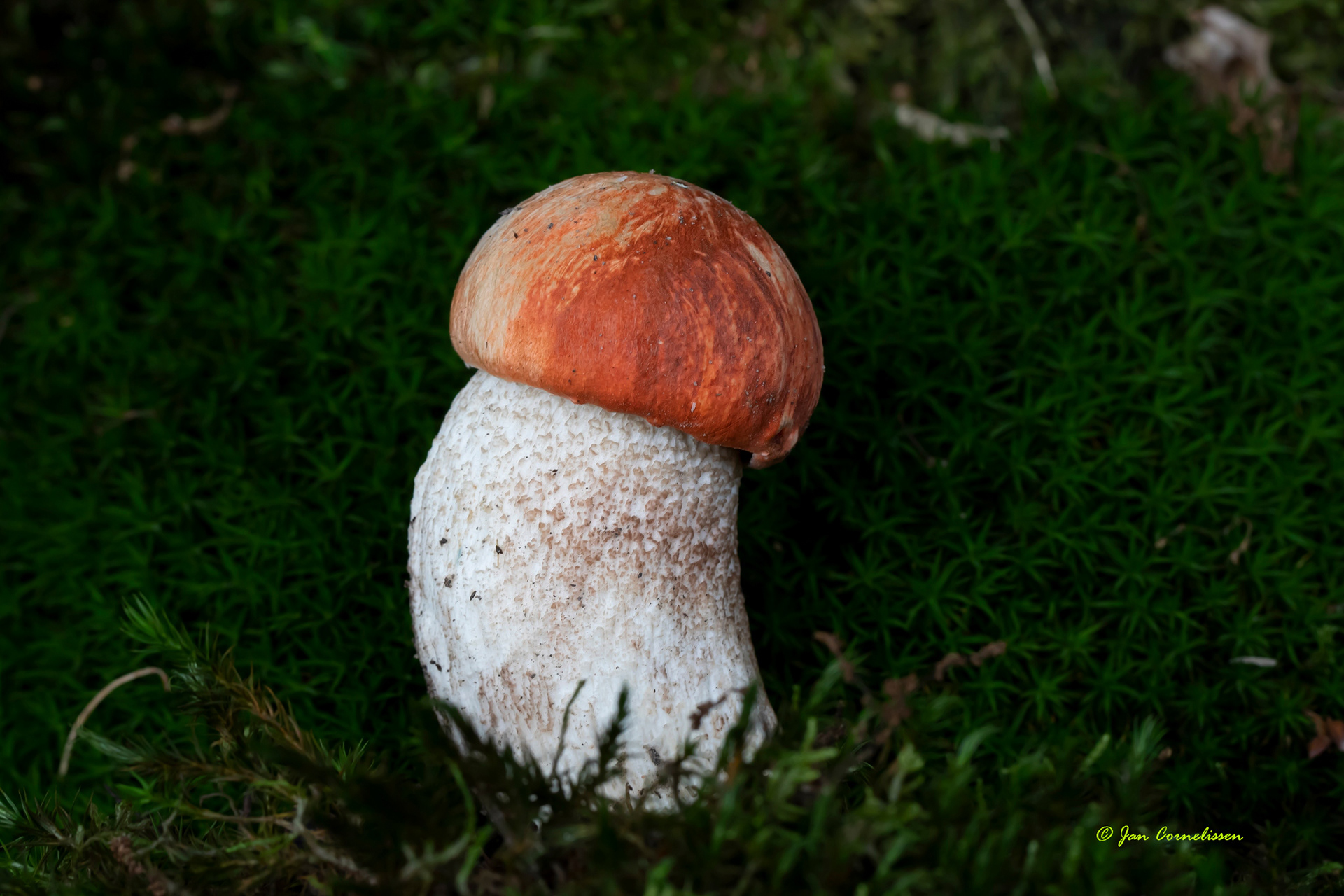 Eikenboleet