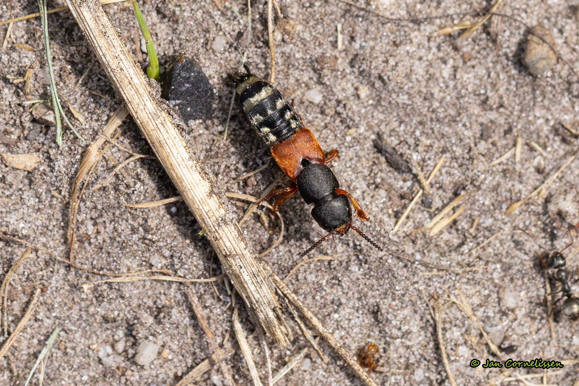 Platydracus stercorarius (een kortschildkever) (Pelt, B) 2025