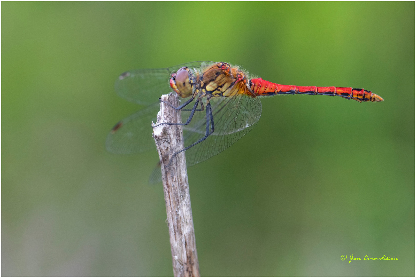 Bloedrode heidelibel ♂