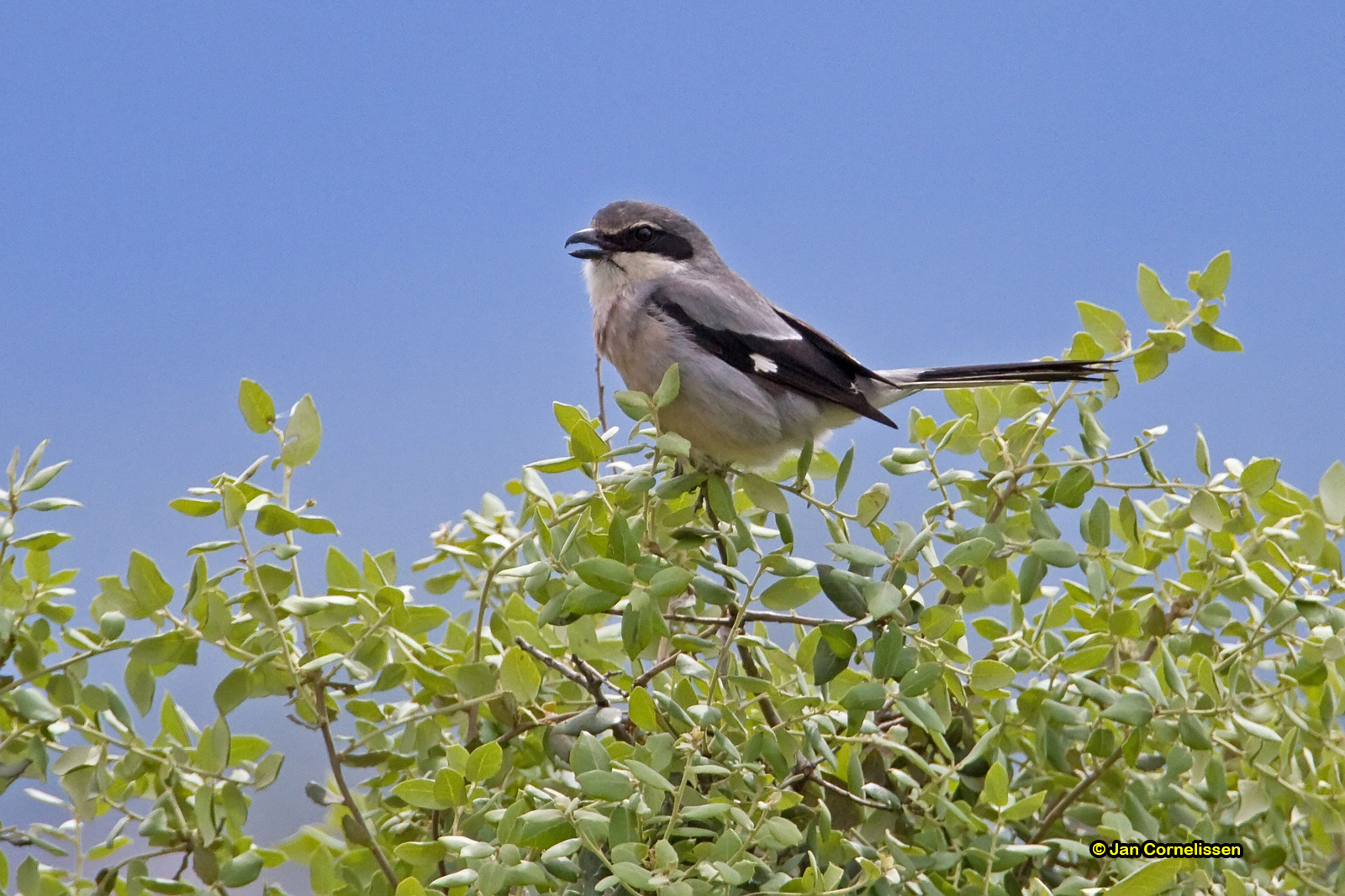 Zuidelijke klapekster - Iberian Grey Shrike - Lanius meridionalis