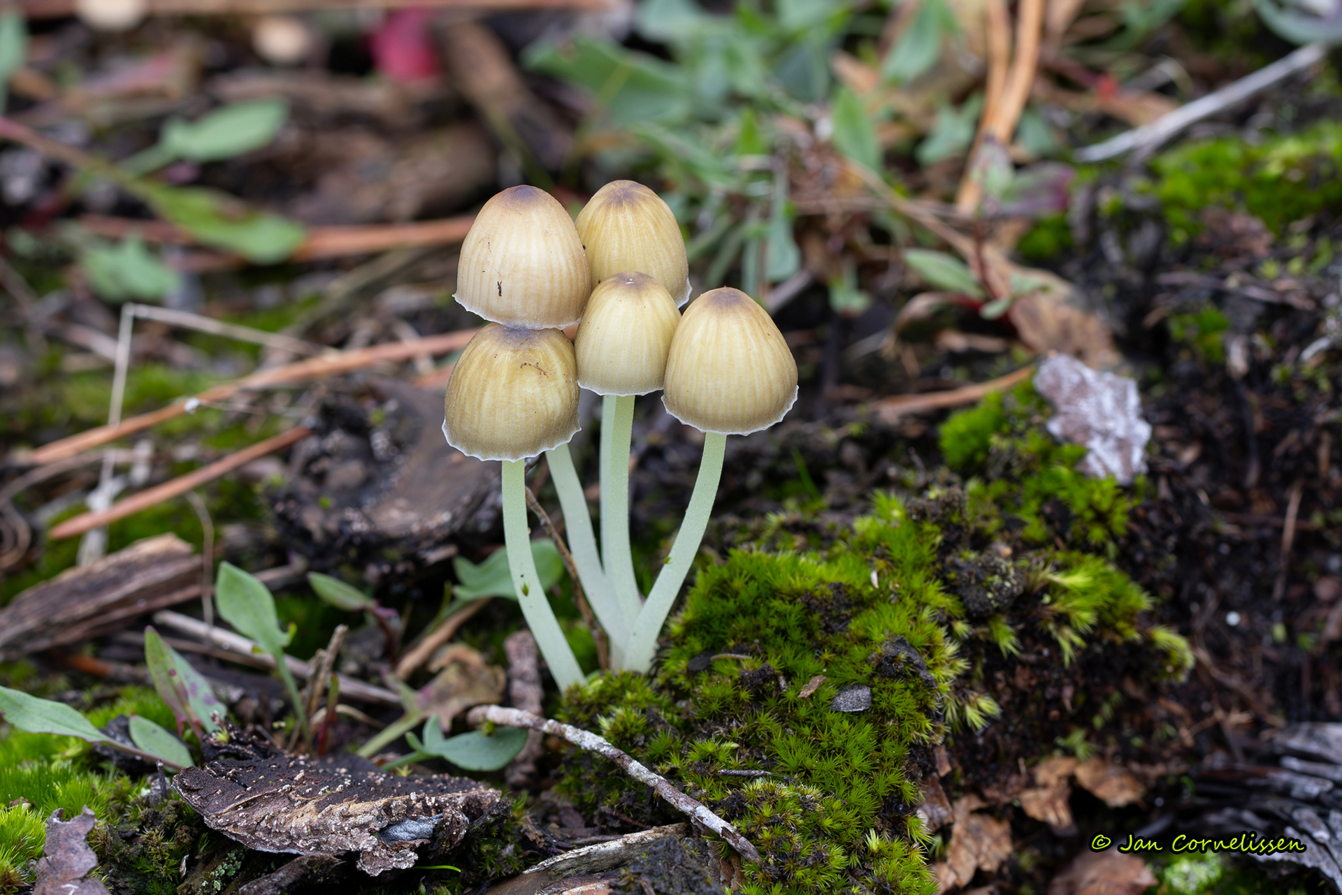 Dennenkleefsteelmycena