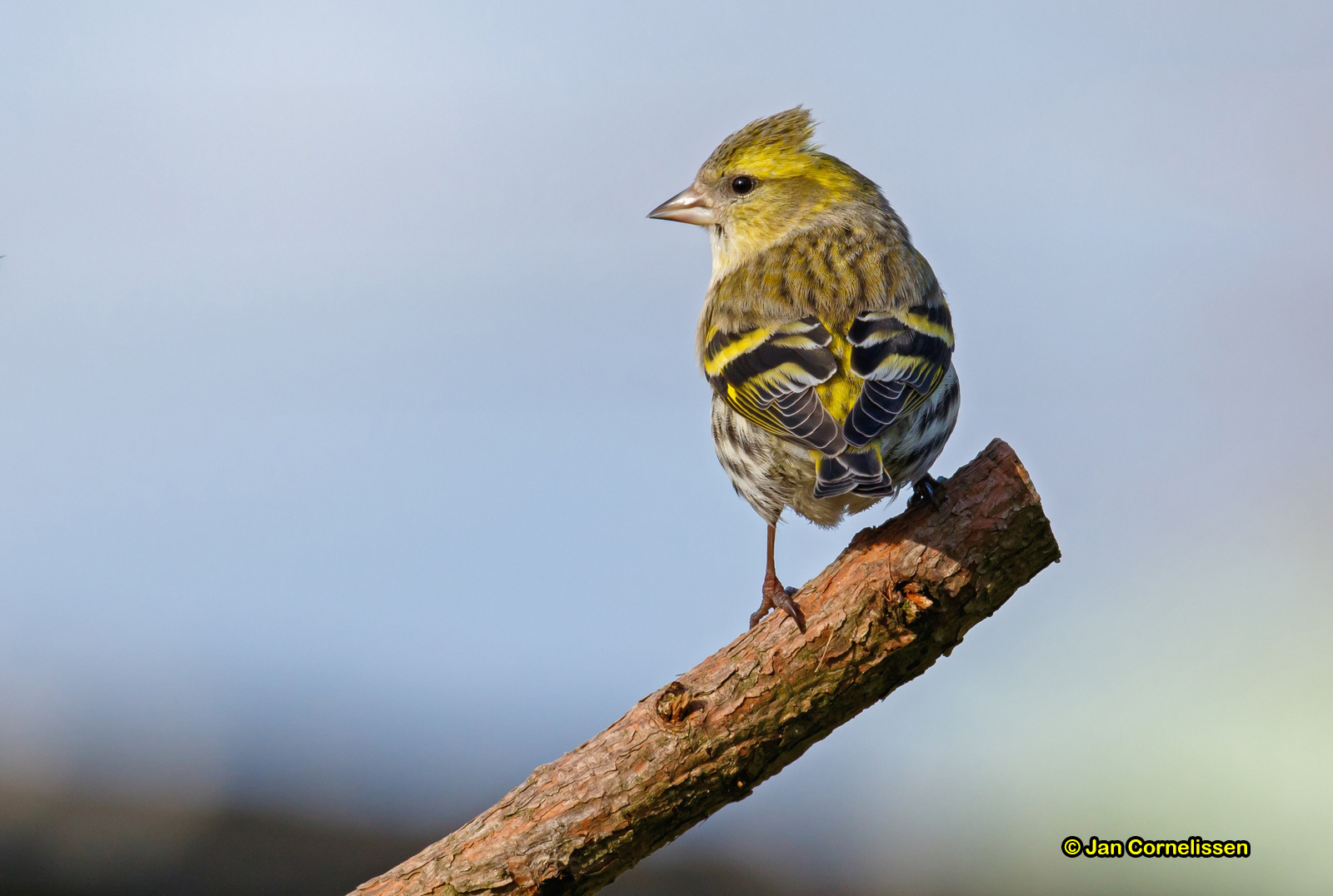 Sijs ♀