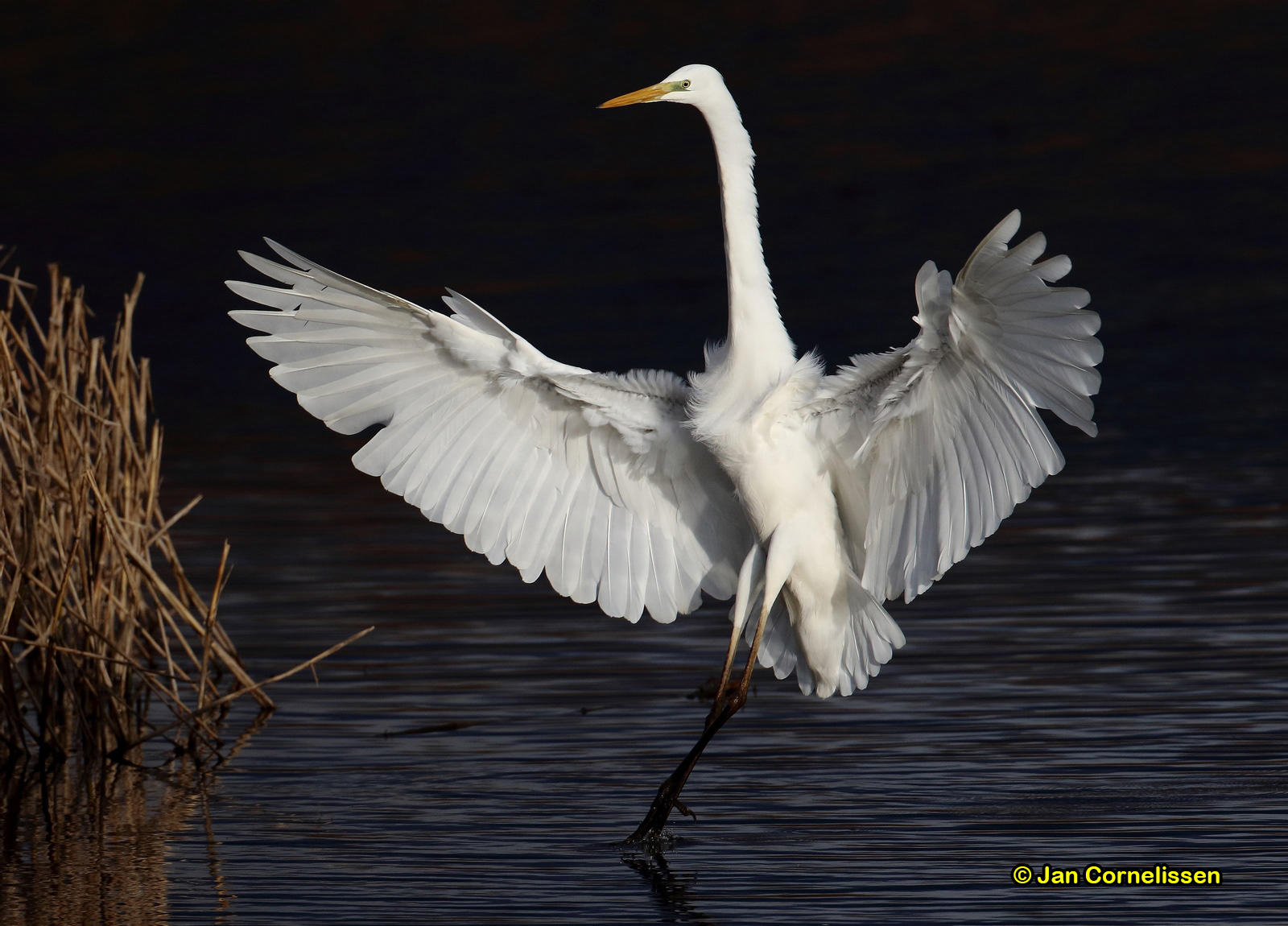 Grote zilverreiger