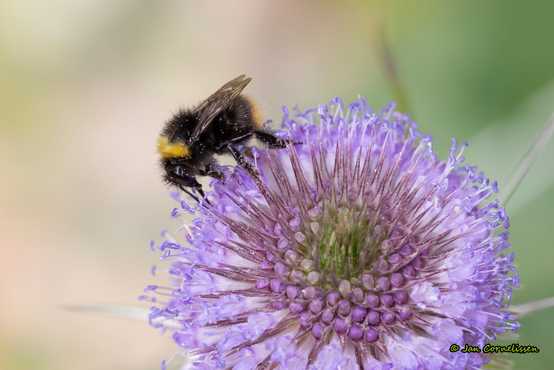 Weidehommel - Bombus pratorum (Pelt, B) 2023