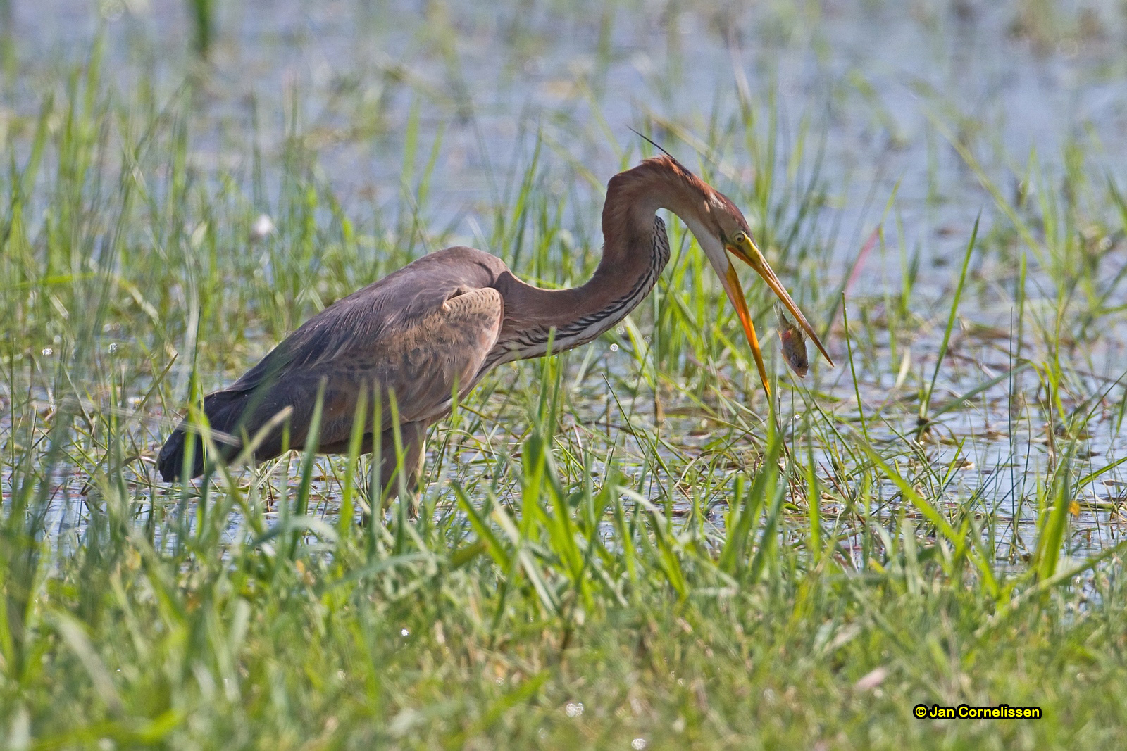 Purperreiger