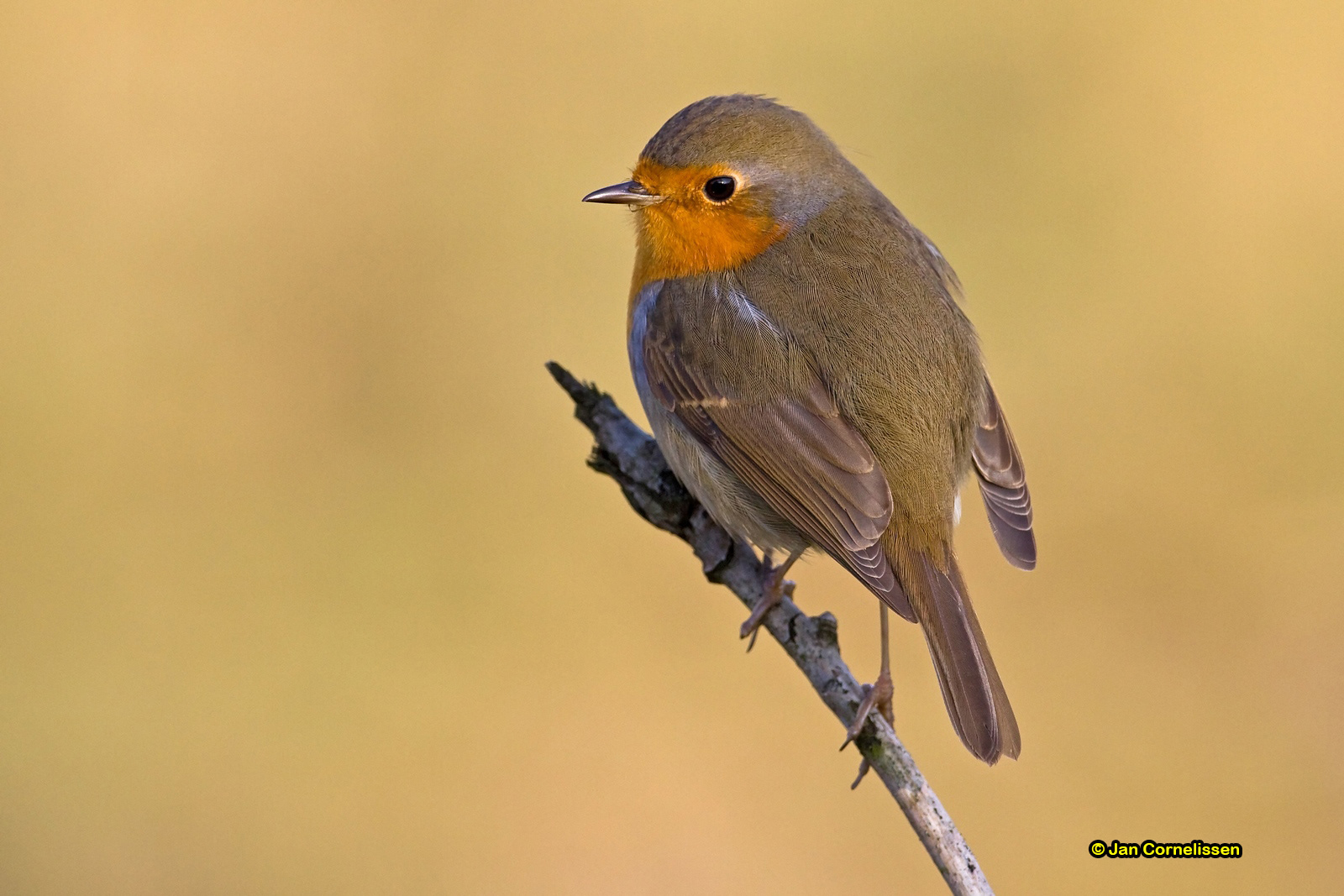Roodborst