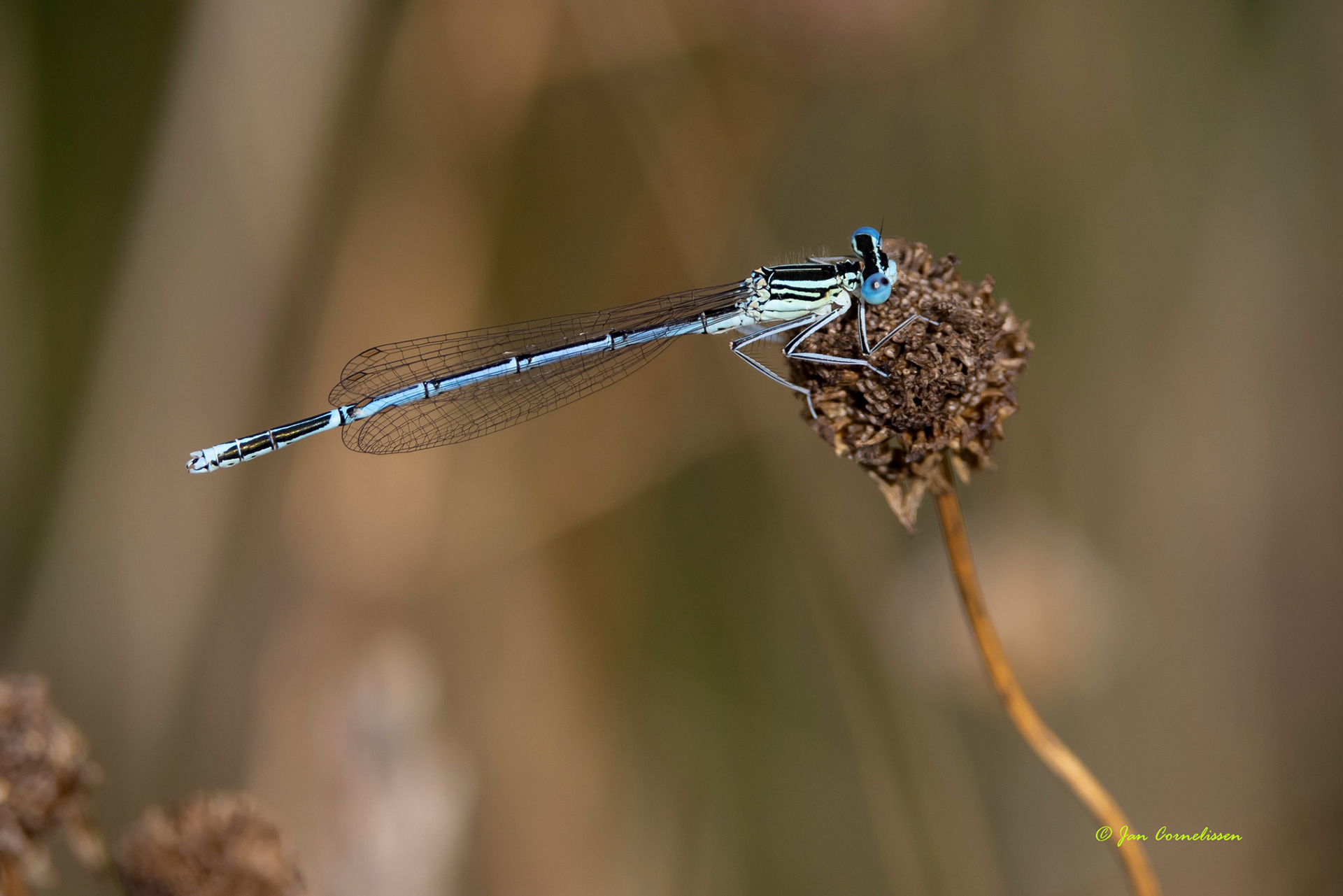 Breedscheenjuffer - Platycnemis pennipes (Pelt, B) 2022