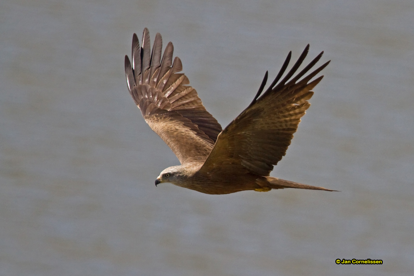 Zwarte wouw - Black Kite - Milvus migrans