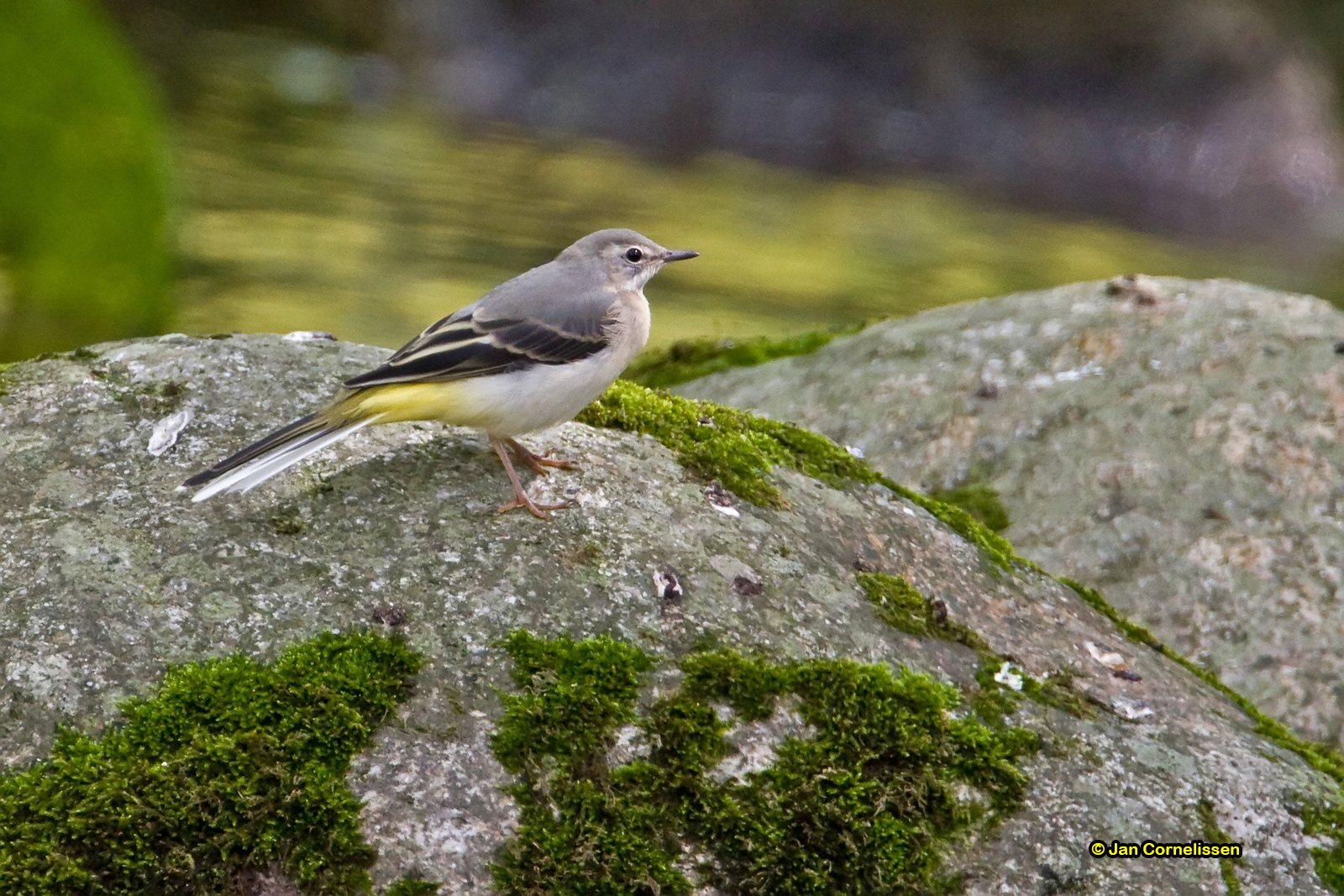 Grote gele kwikstaart - Grey Wagtail - Motacilla cinerea