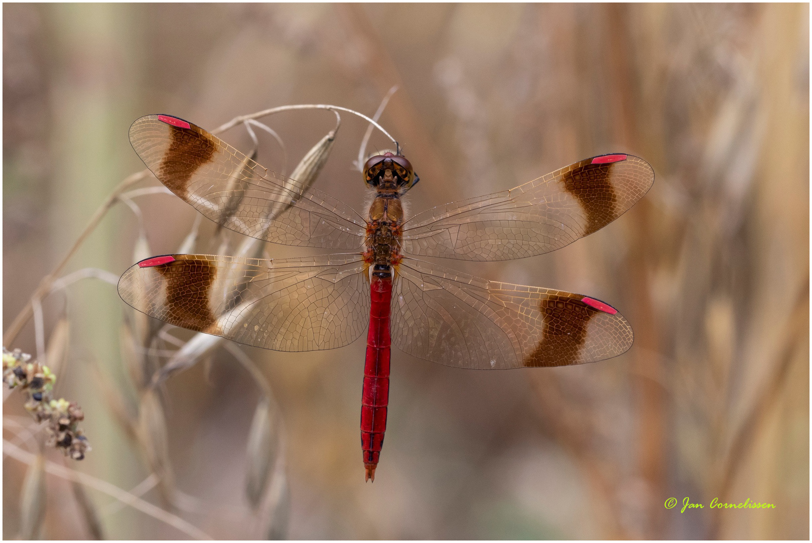Bandheidelibel ♂