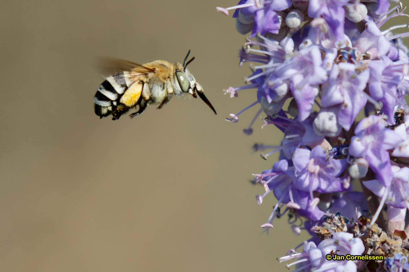 Anthophora albigena (Lesbos, GR) 2016
