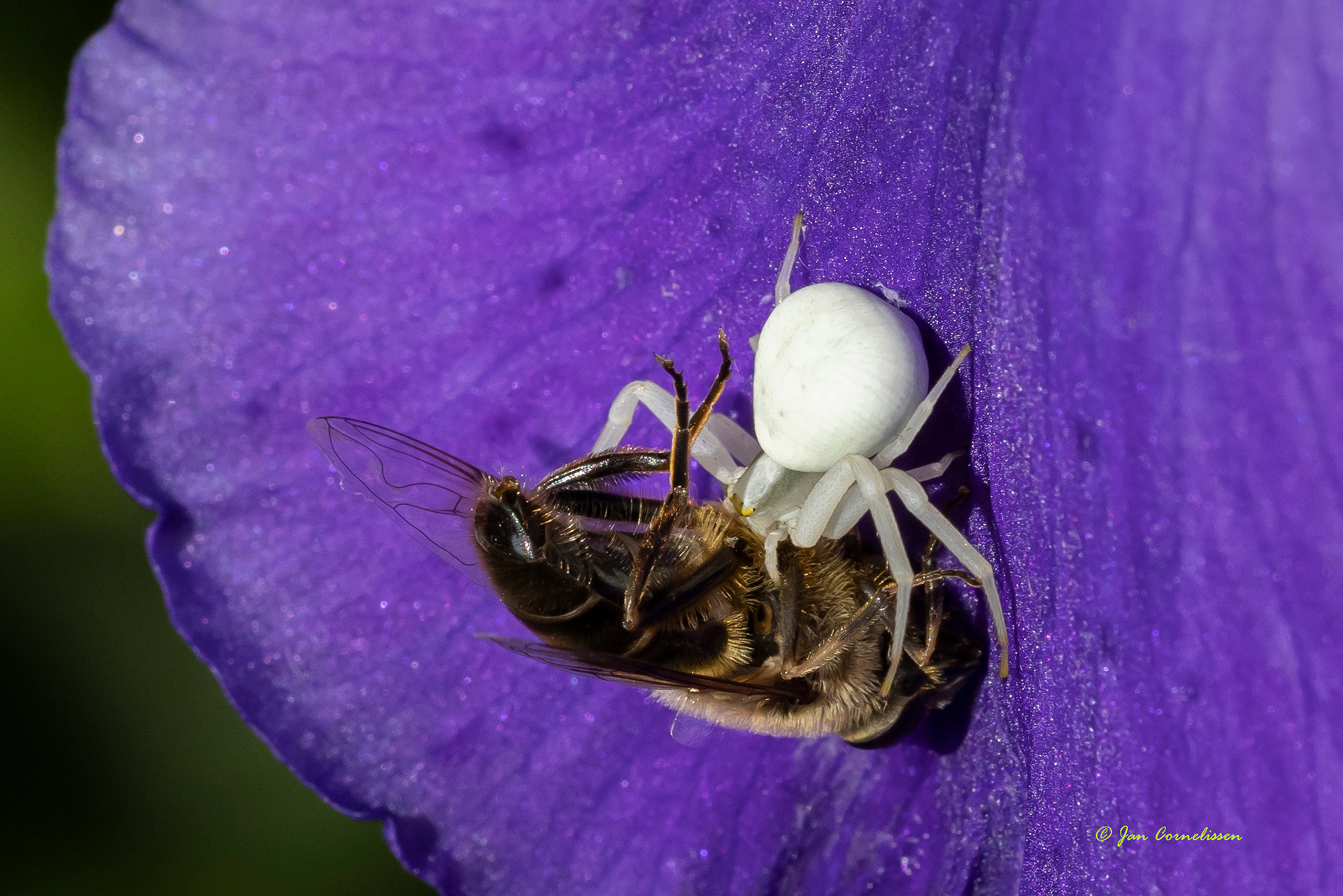 Gewone kameleonspin met prooi - Misumena vatia (Pelt, B) 2022