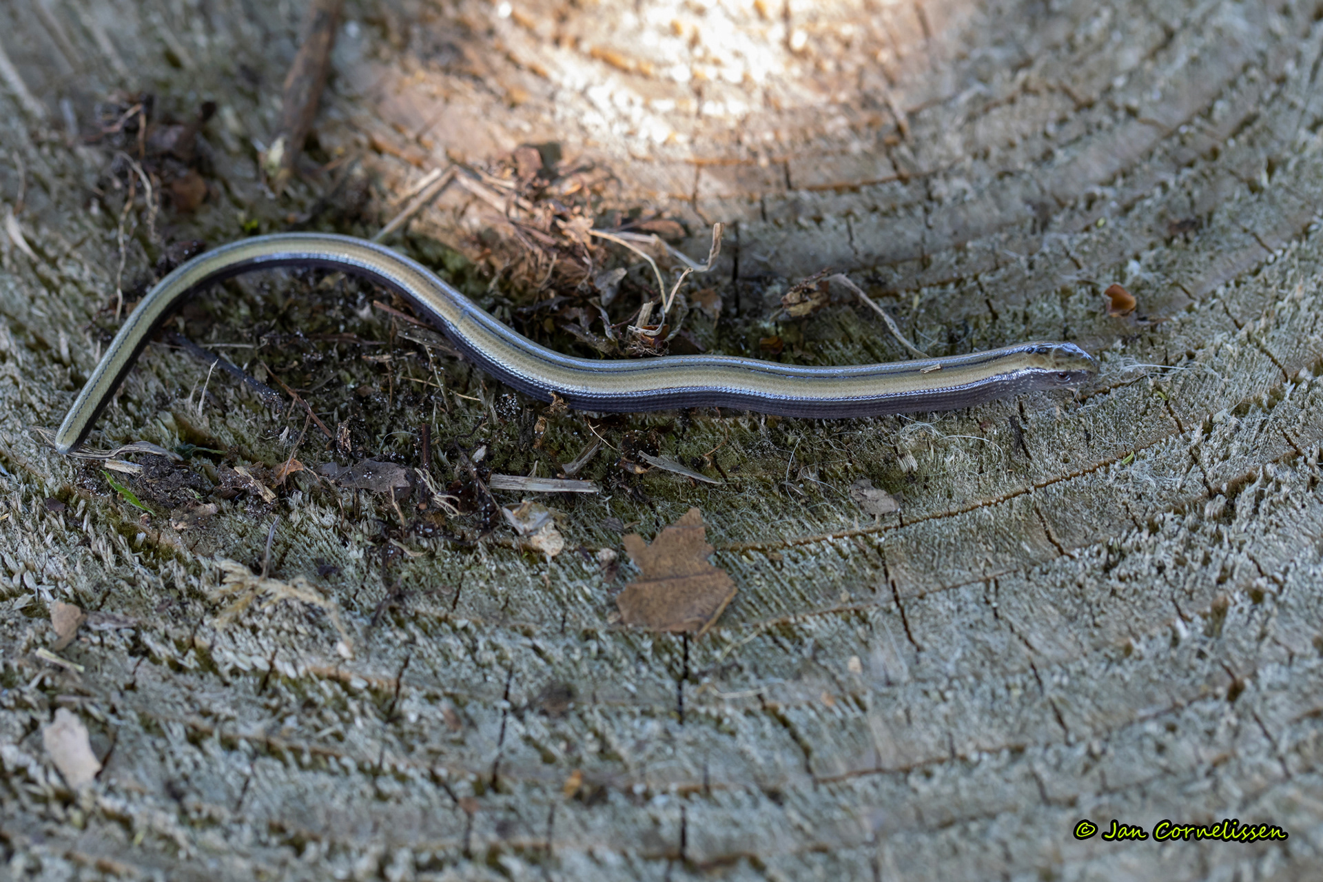 Hazelworm - Anguis fragilis (Lommel, B) 2021