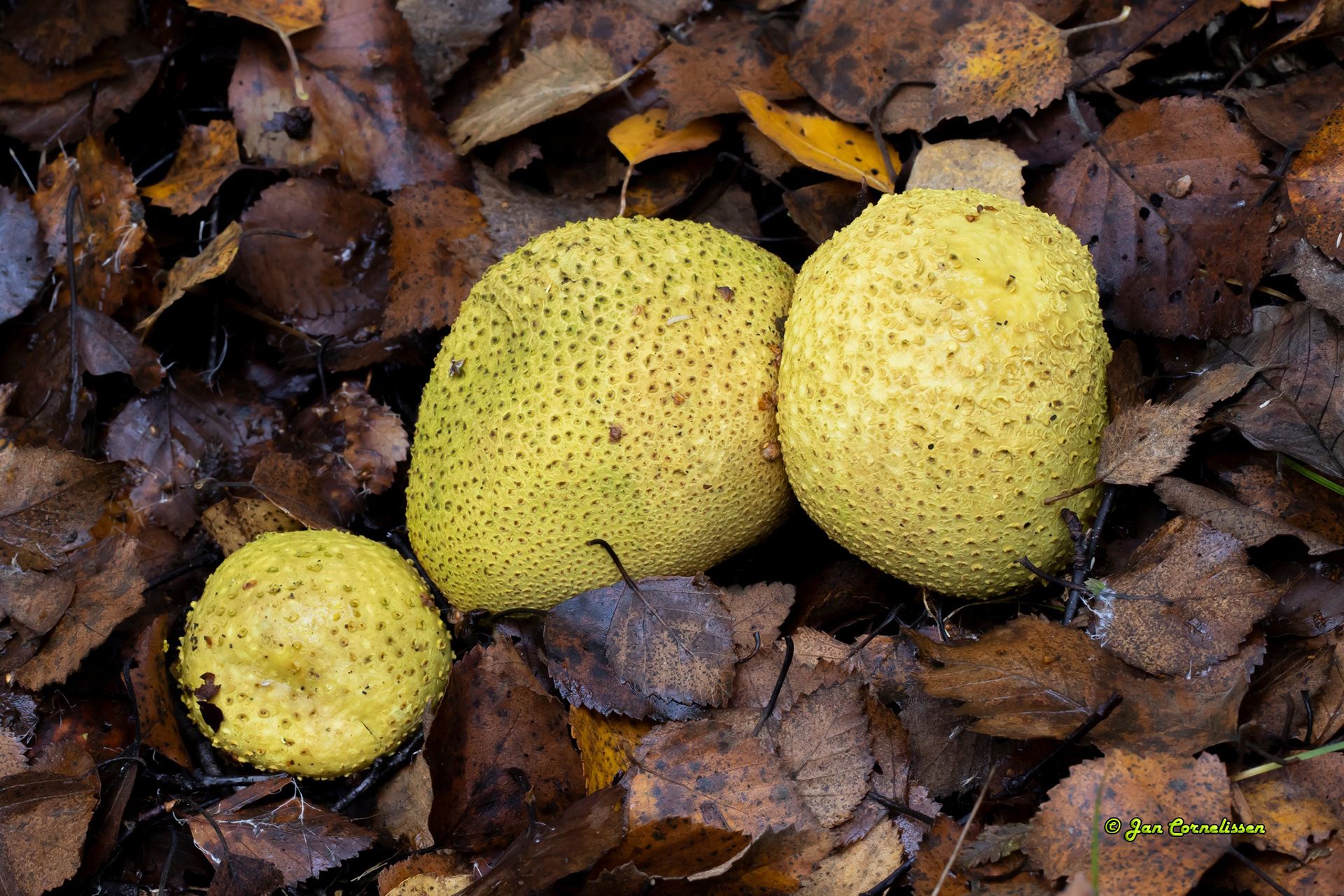 Gele aardappelbovist