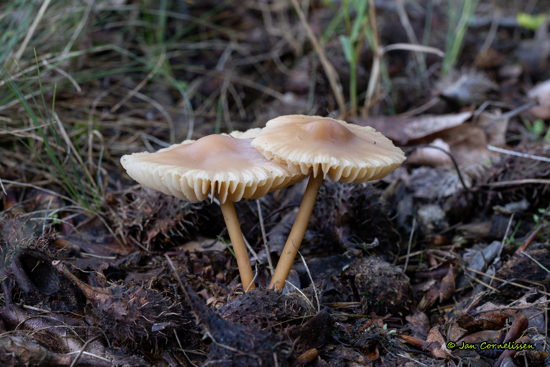 Weidekringzwam