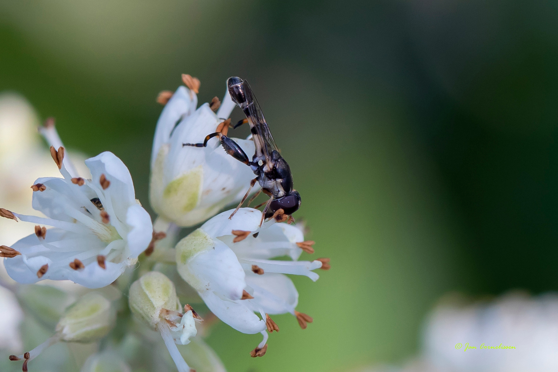 Menuetzweefvlieg - Syritta pipiens (Pelt, B) 2022