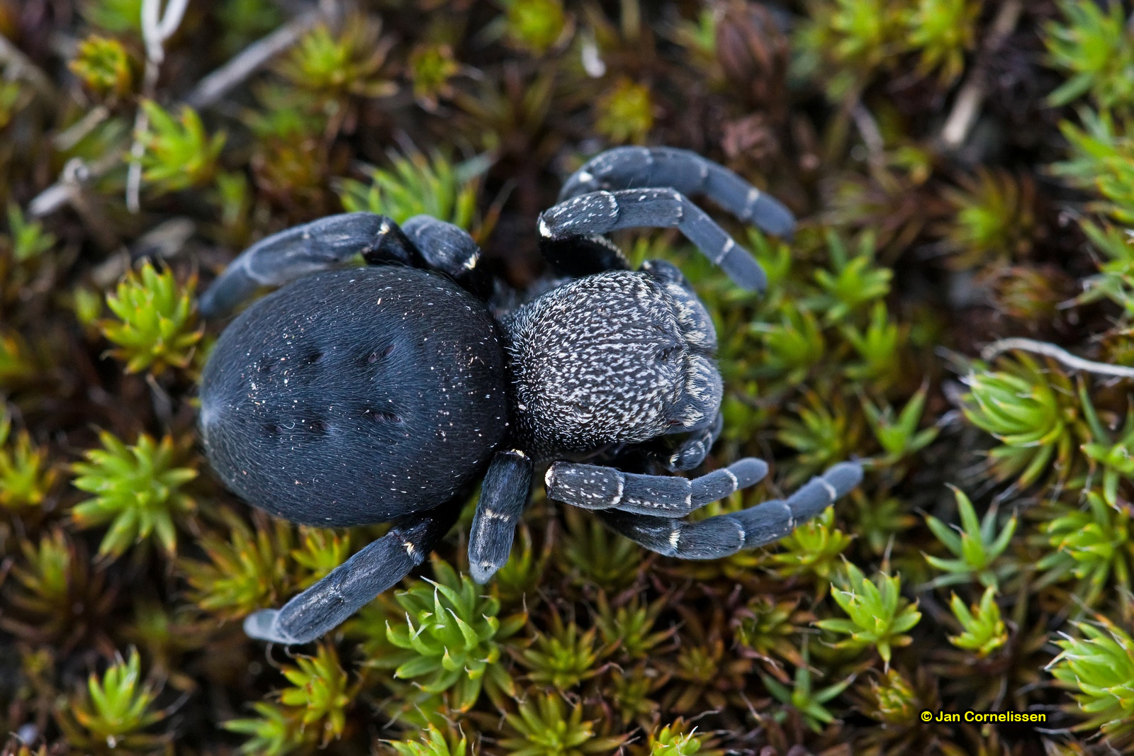 Lentevuurspin ♀ - Eresus sandaliatus (Lommel, B) 2010