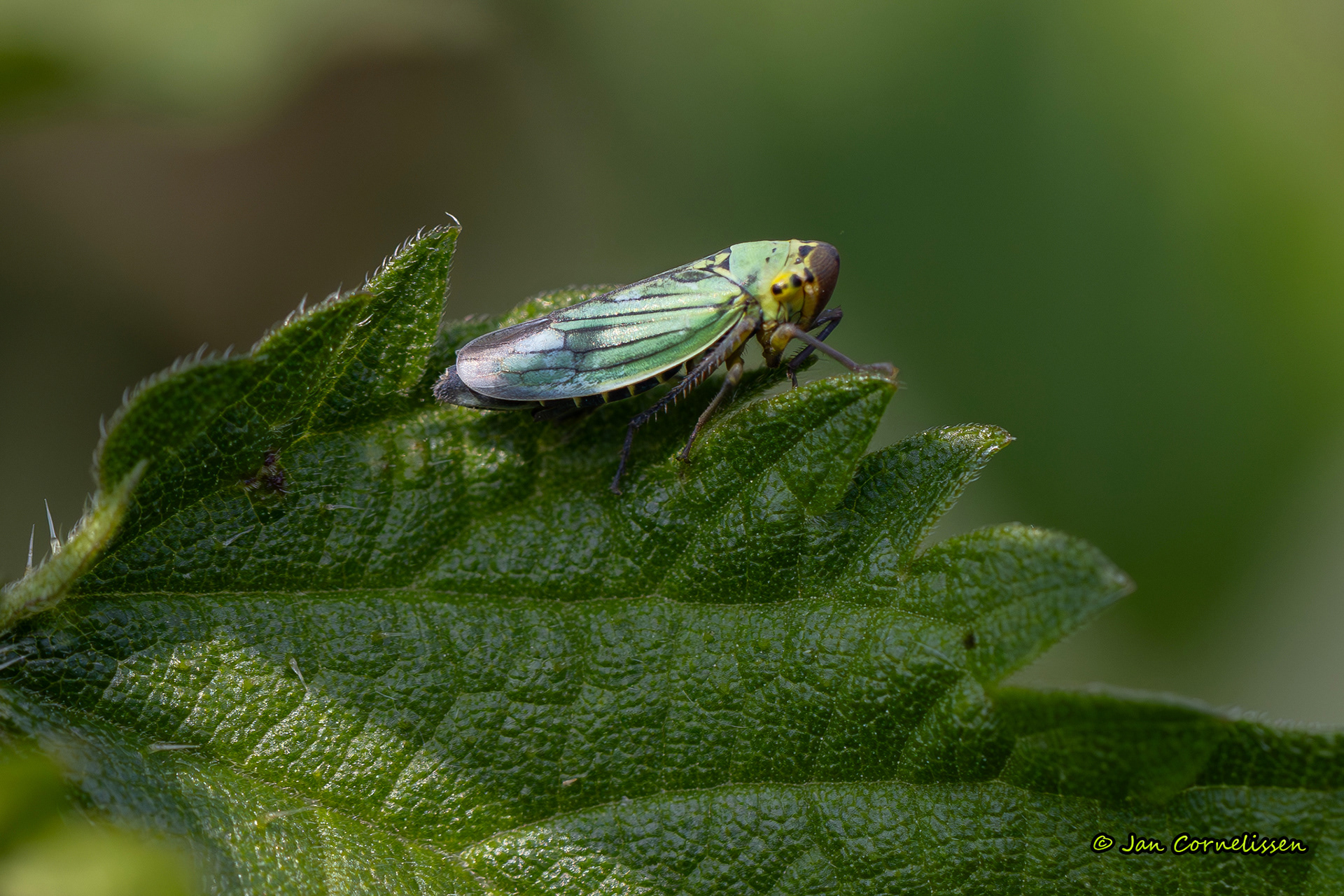 Groene rietcicade (Pelt, B) 2025