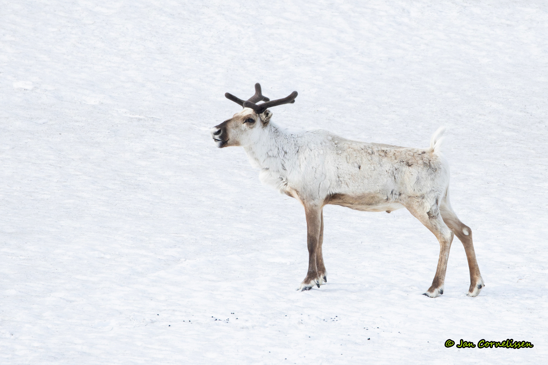 Rendier - Rangifer tarandus (Varanger, N) 2024