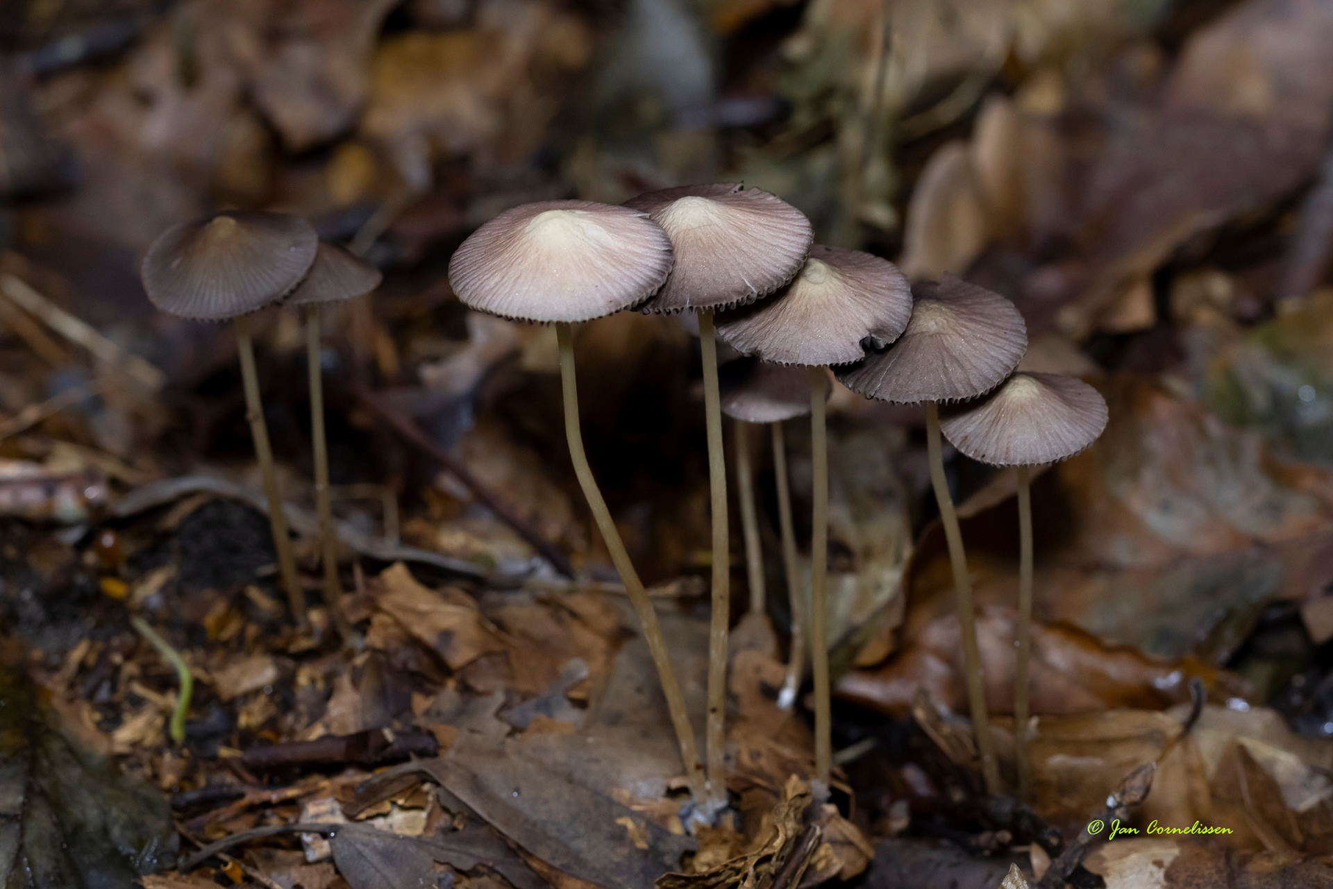 Purperbruine mycena