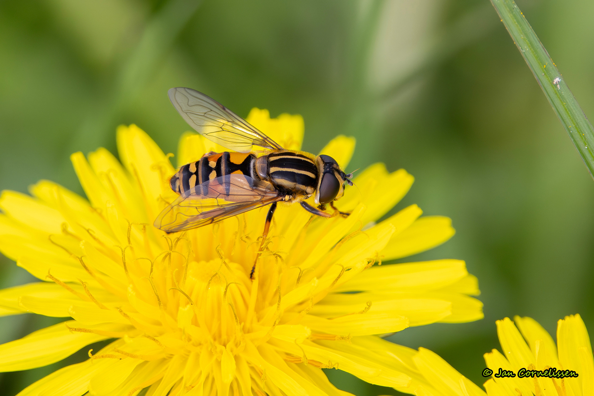 Gewone pendelvlieg - Helophilus pendulus (Pelt, B) 2024
