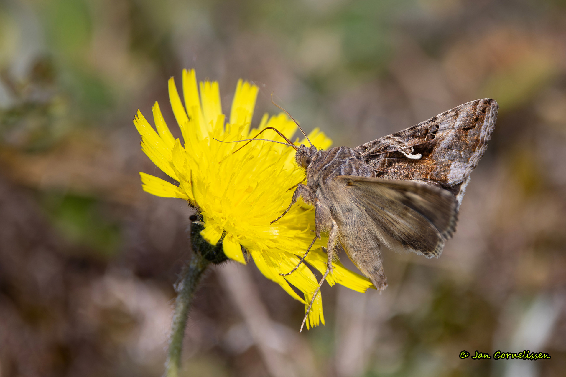 Gamma-uil - Autographa gamma (Texel, NL) 2024