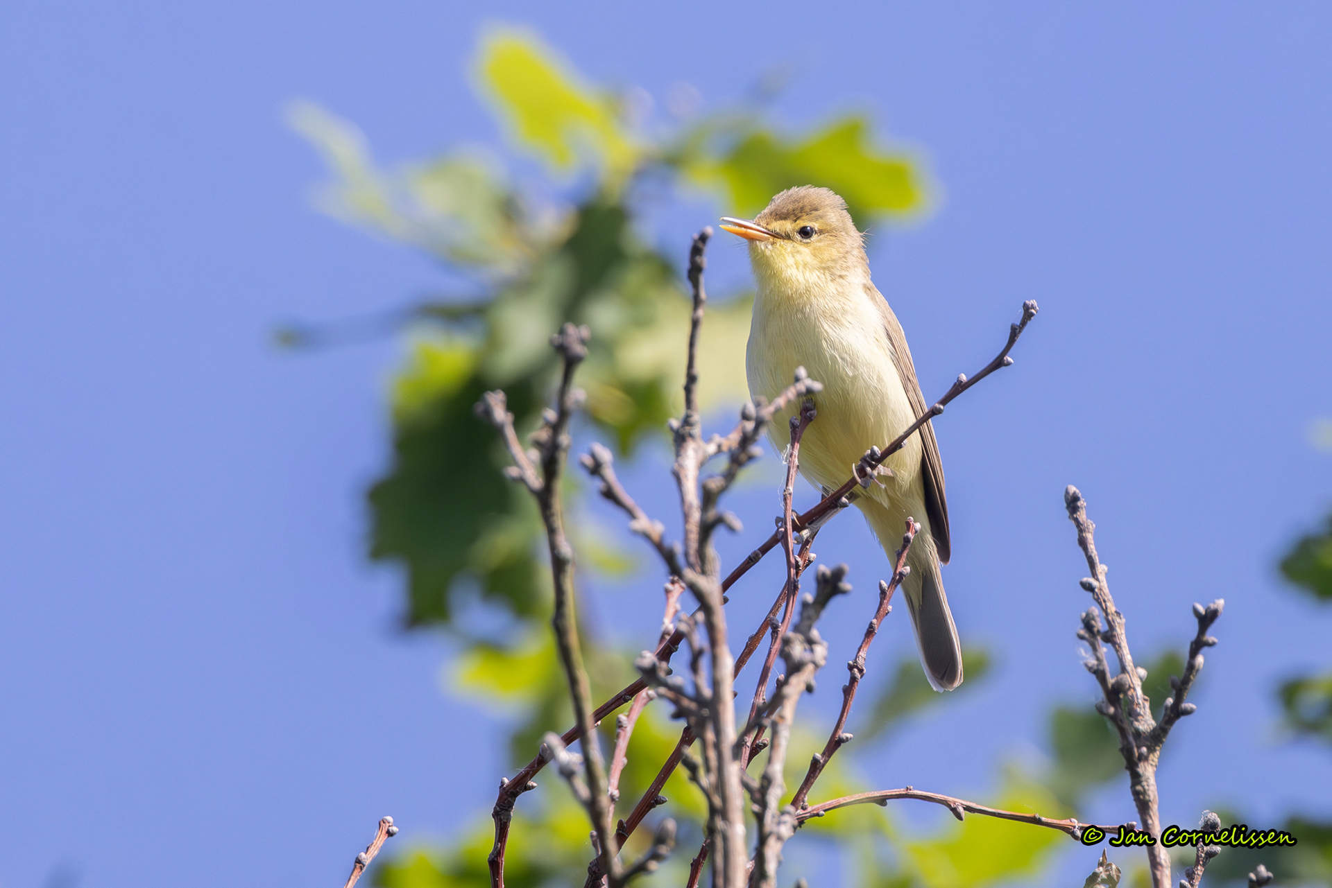 Orpheusspotvogel