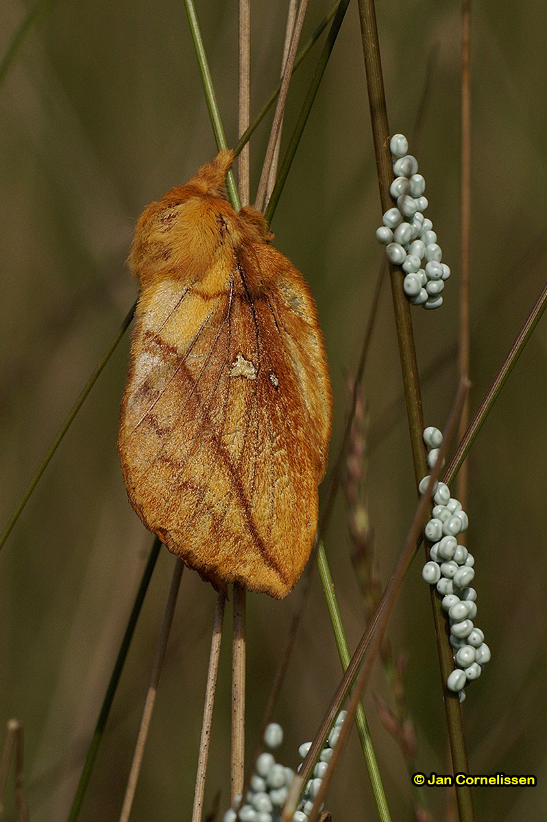 Rietvink - Euthrix potatoria (Pelt, B) 2007