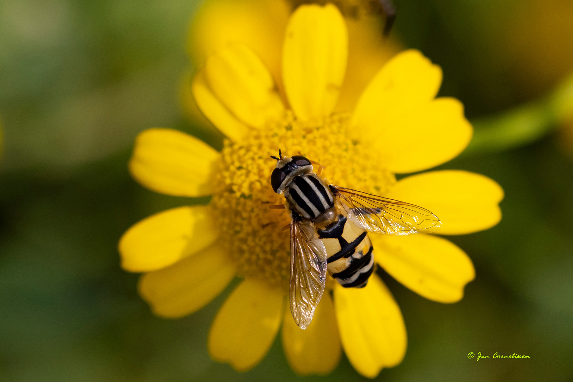 Citroenpendelvlieg - Helophilus trivittatus (Pelt, B) 2021