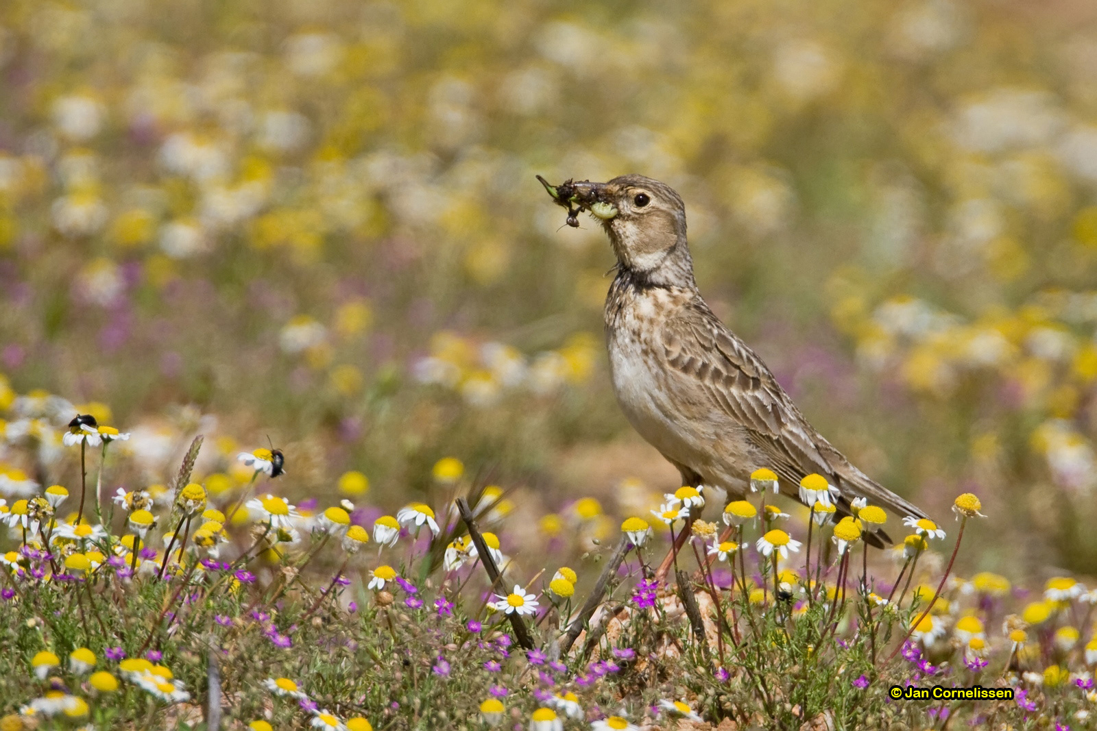 Kalanderlleeuwerik - Calandra Lark - Melanocorypha calandra