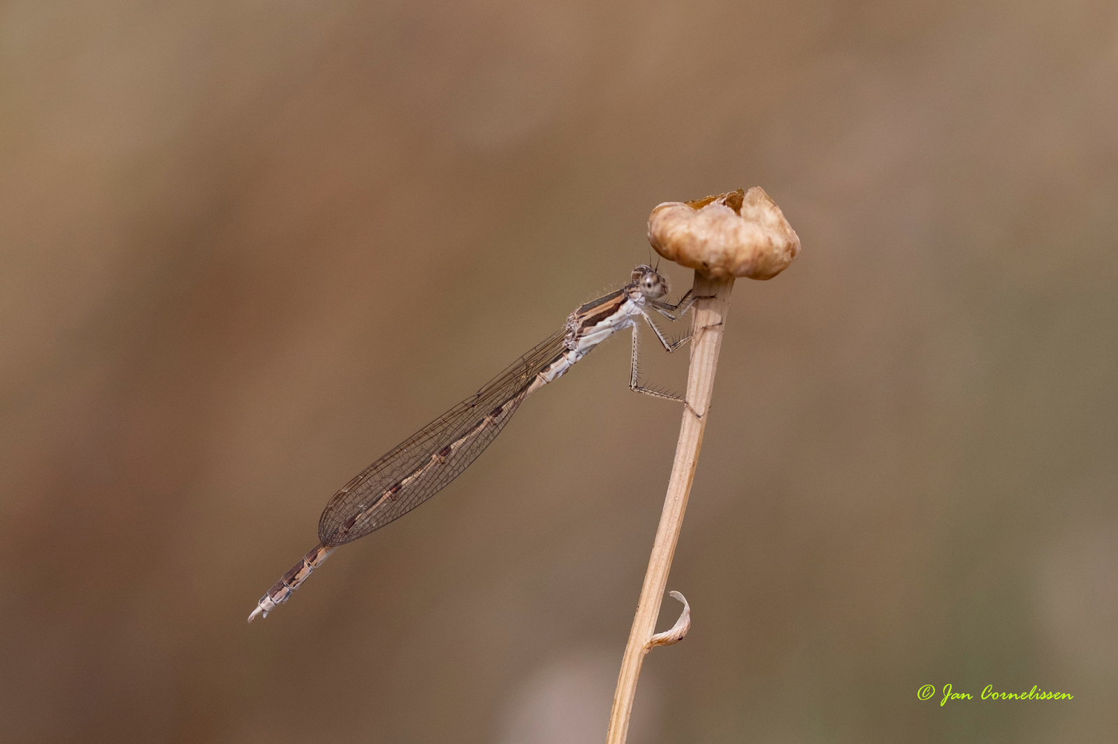 Bruine winterjuffer - Sympecma fusca (Pelt, B) 2020